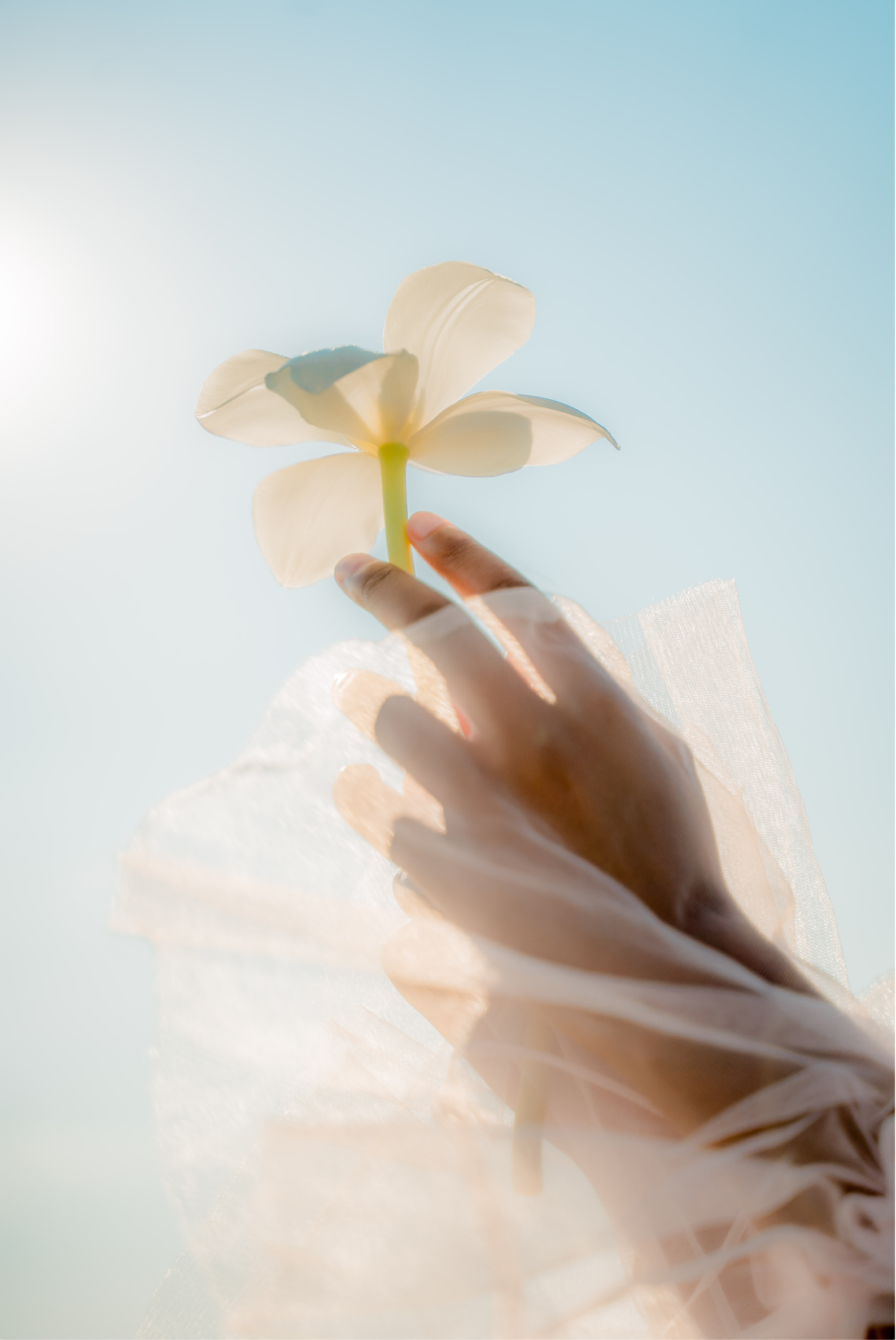 A hand holds a white flower with a light blue sky in the background, the sunlight bright and soft, representing the freedom.