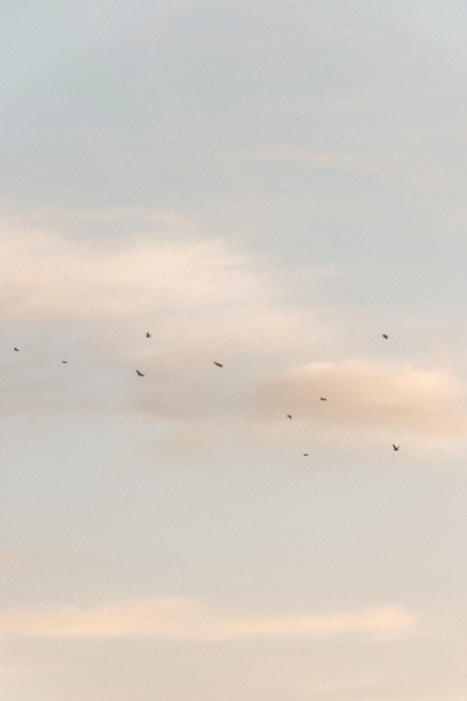 A flock of birds flying in the sky during sunset or sunrise.