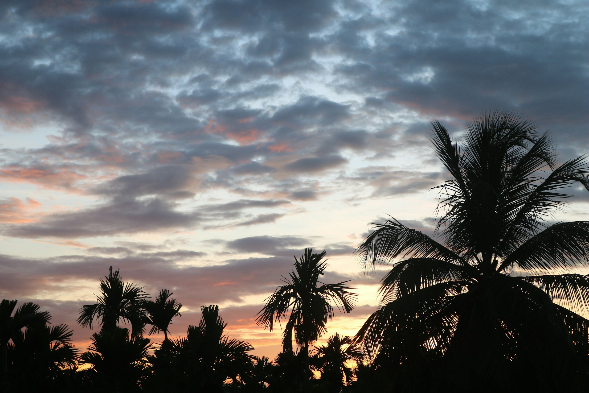 Sunset with dark clouds in the sky and silhouette of palm trees in the foreground.