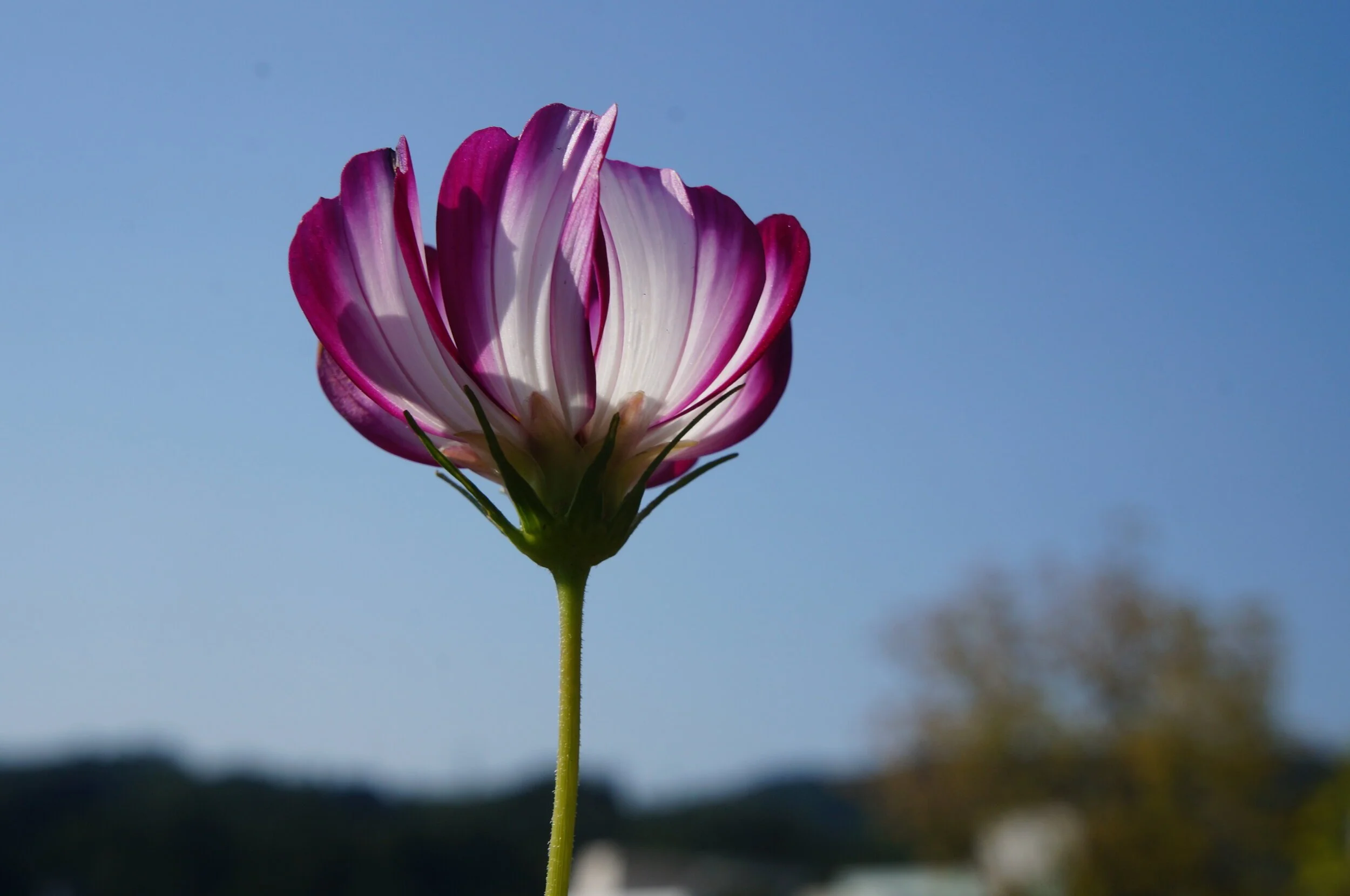 SONY+NEX-F3_20141005_100018.jpg