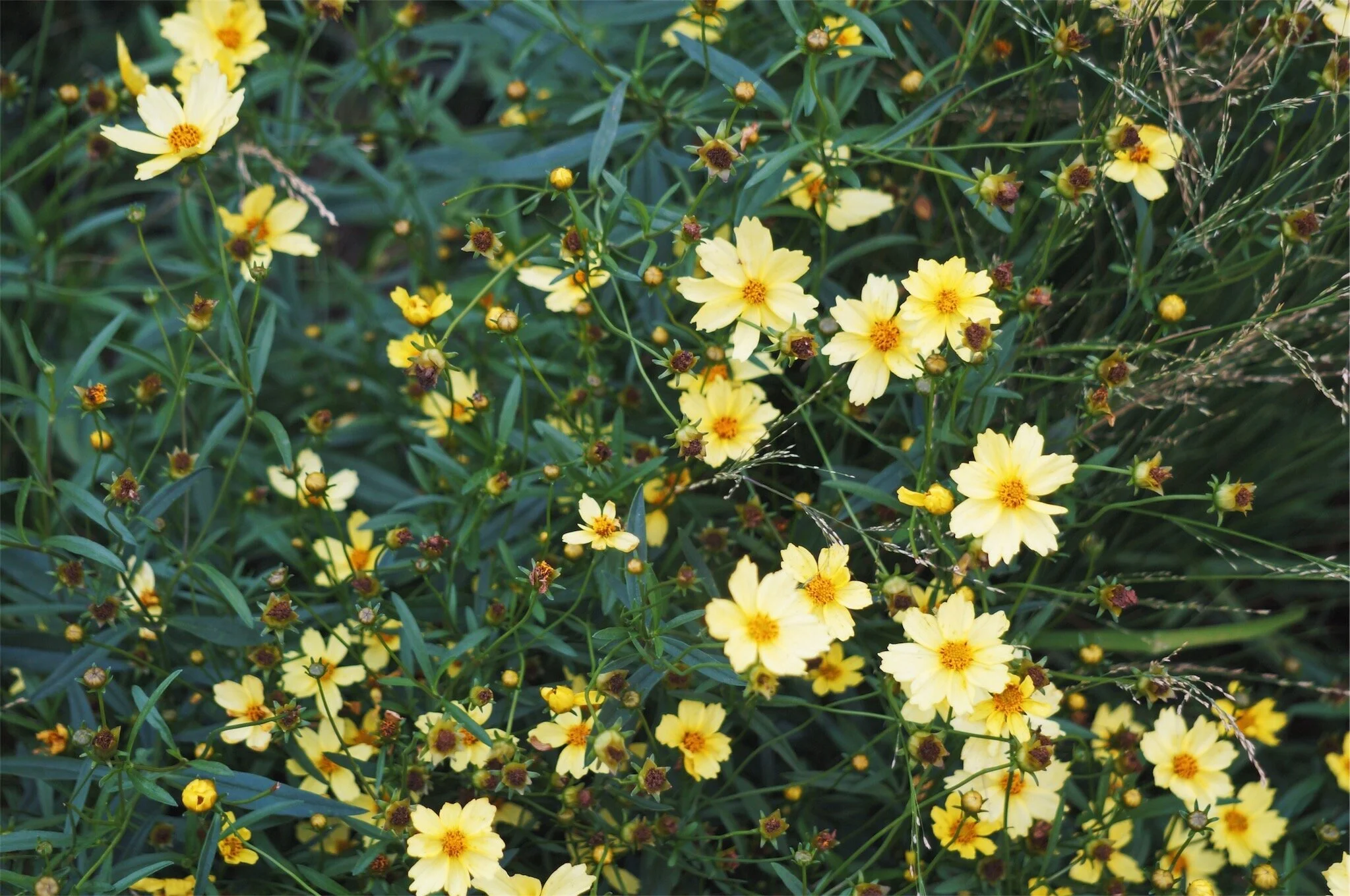 vsco5a8d318393b2e.jpg