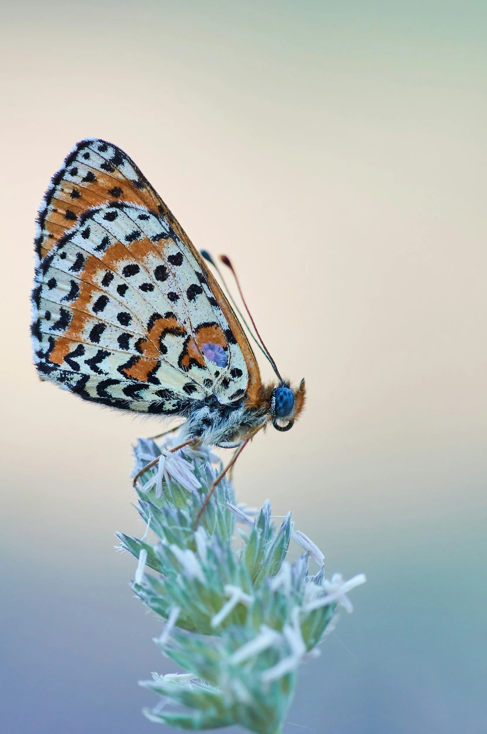 Close-up of a butterfly perched on a dried flower stem, with a blurred neutral background.
