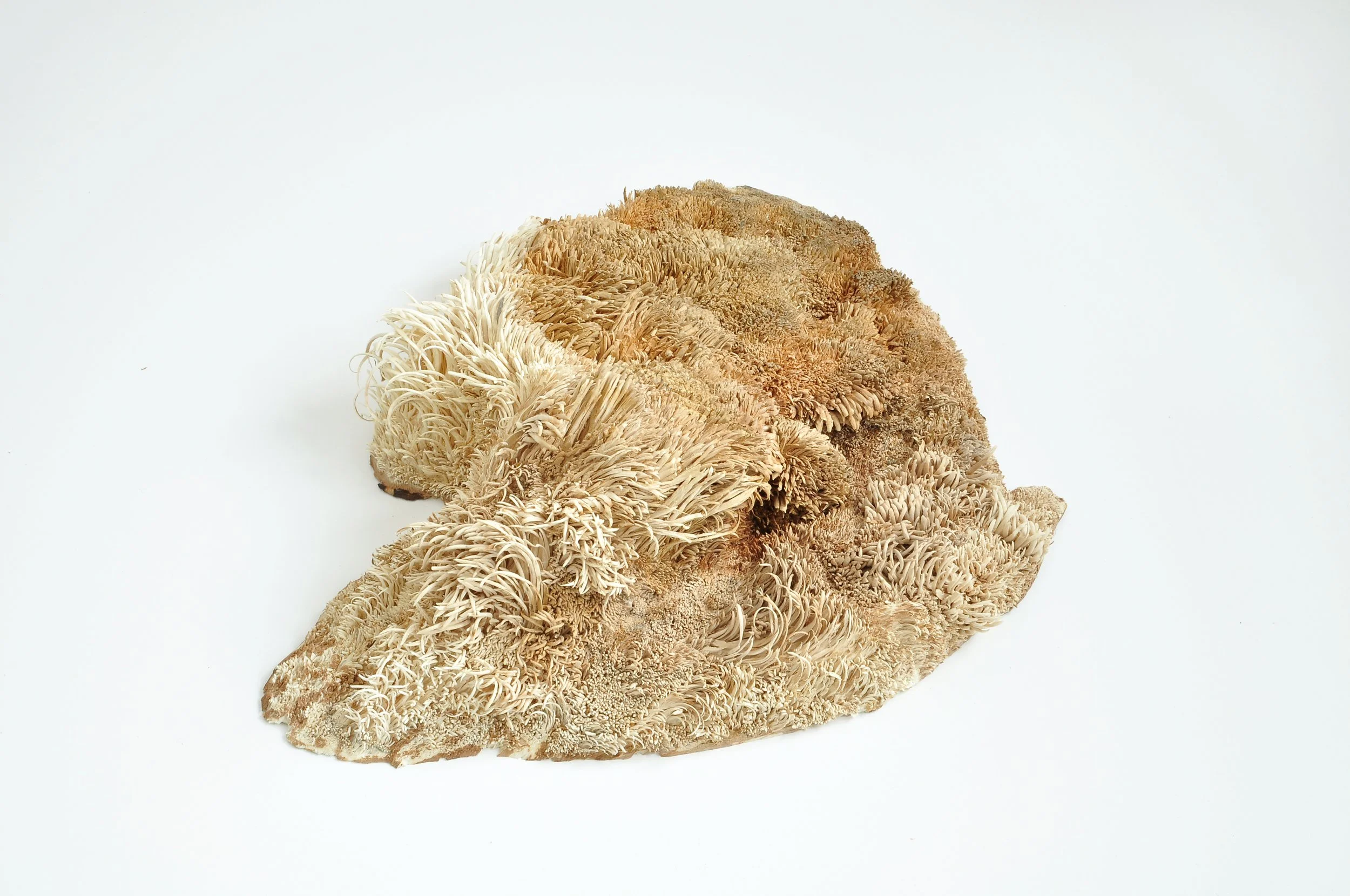 materia 02, 2025, goat willow, pencil, 12 x 43 x 32 cm