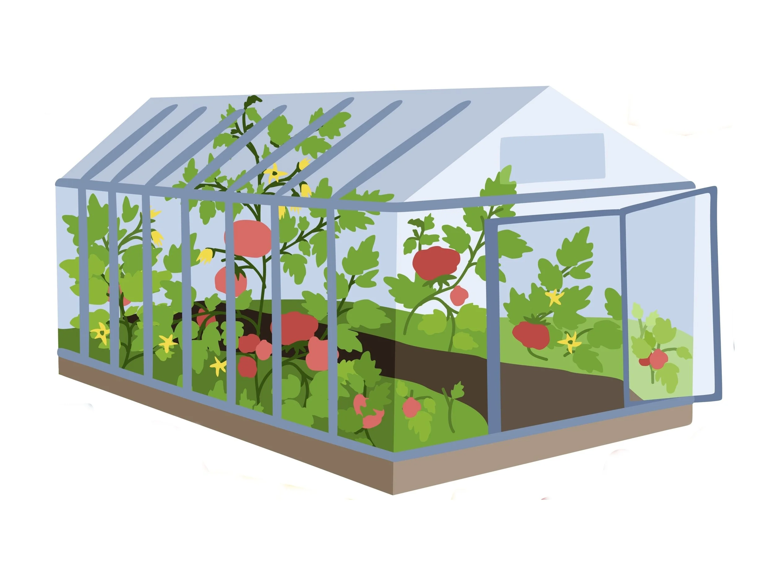 GreenhouseTomatoes.jpg