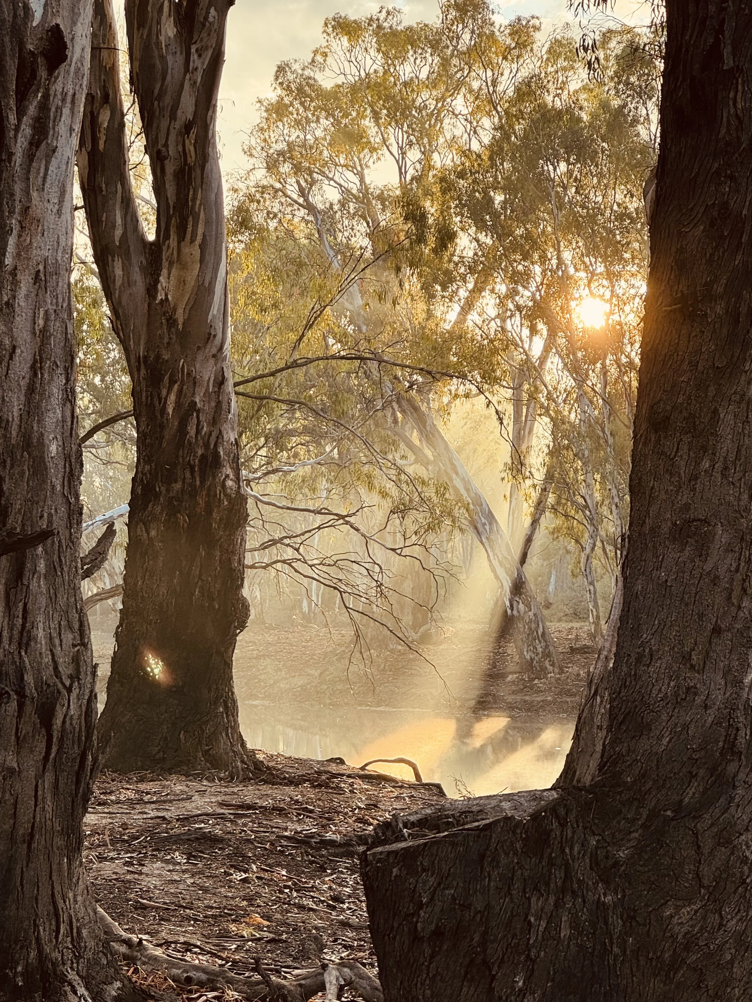 Sunlight shining through trees along a riverbank, with large tree trunks in the foreground and a misty backdrop.