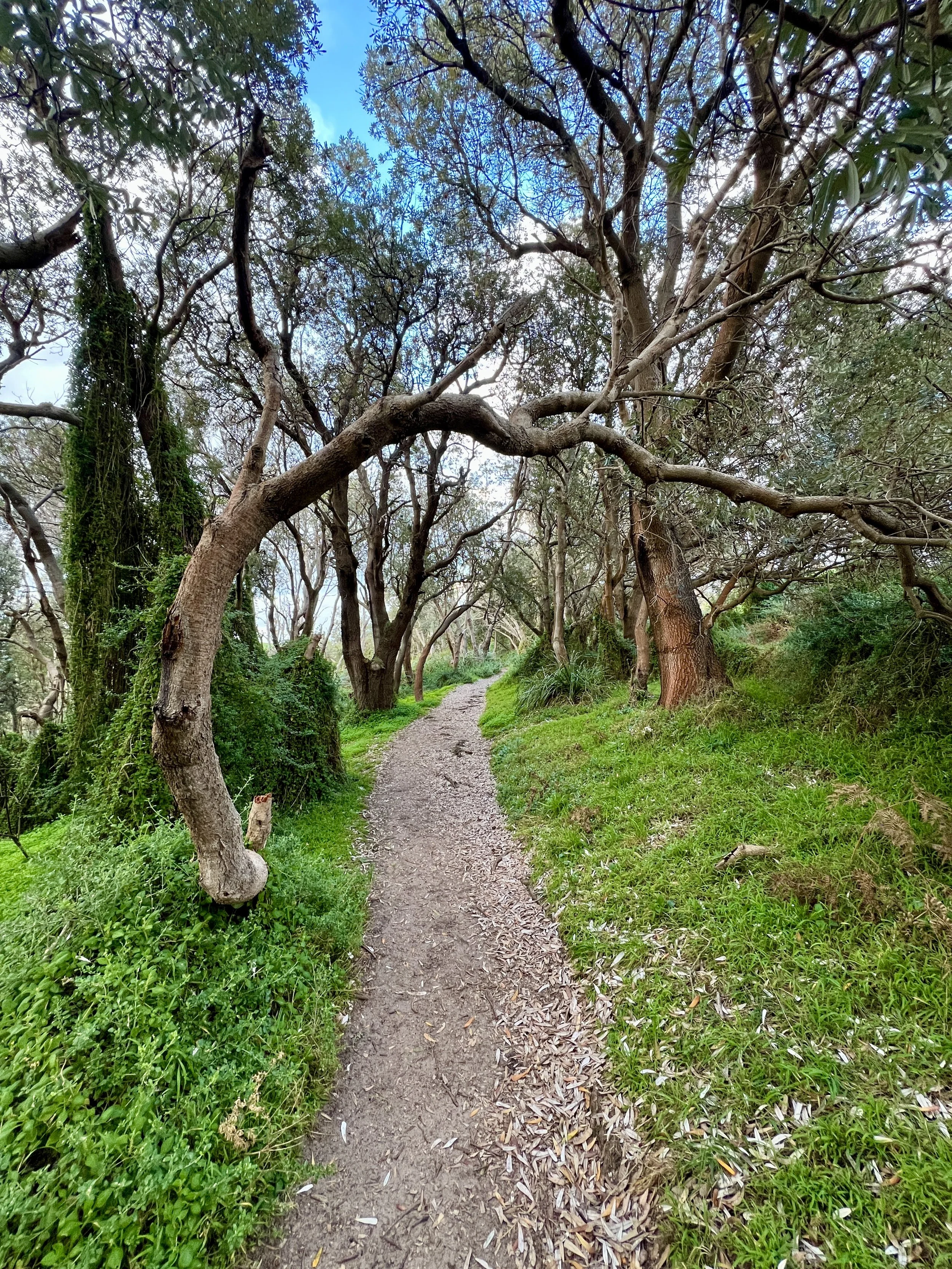 A narrow dirt trail winds through a lush green forest with tall trees on either side. The trees have twisted branches and some have moss hanging from them.  The path leads to the beach and Cape Schanck Lighthouse.