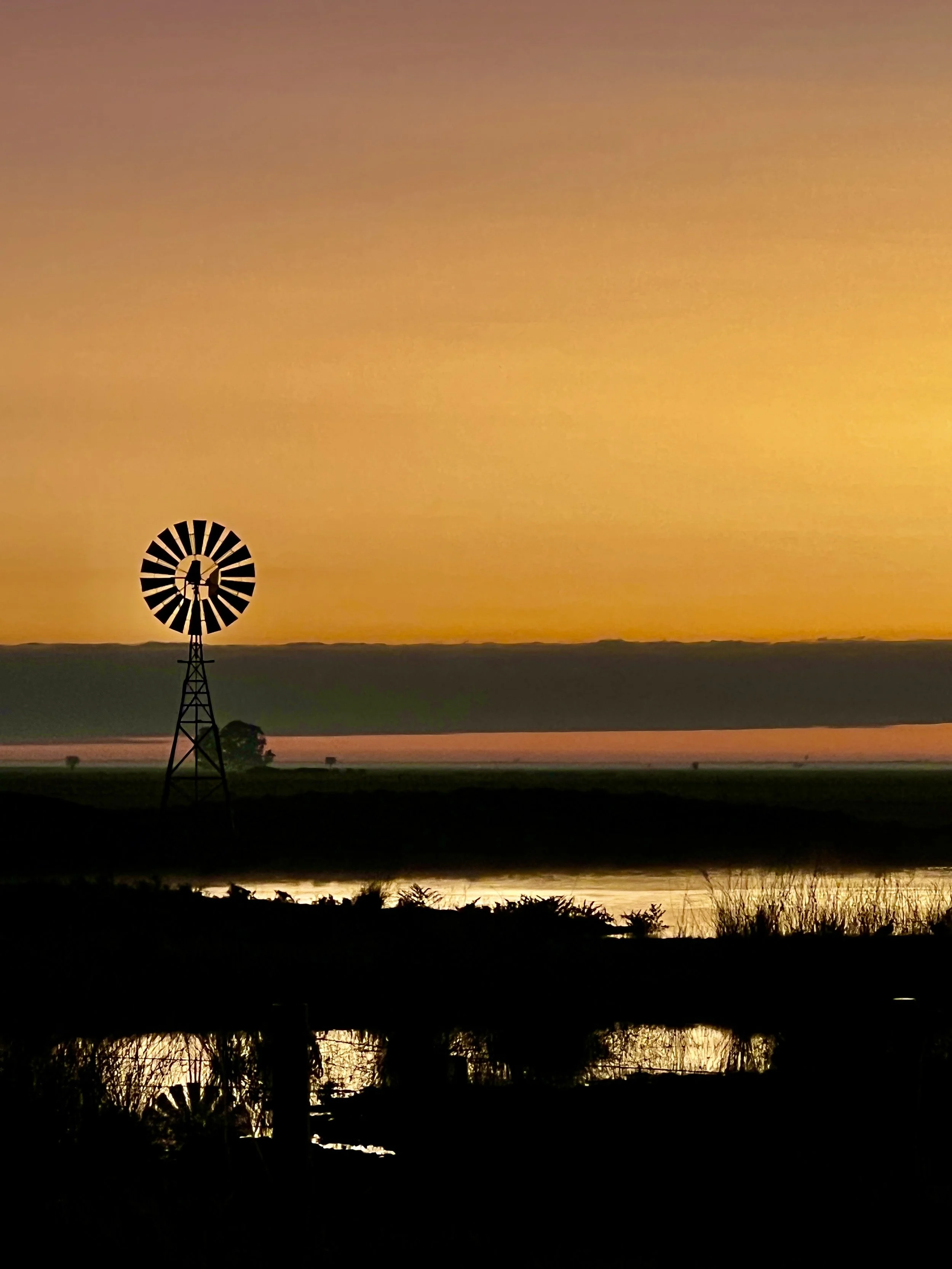 Sunrise Riverina paddock. Windmill silhouette and water reflection with mist and grasses..