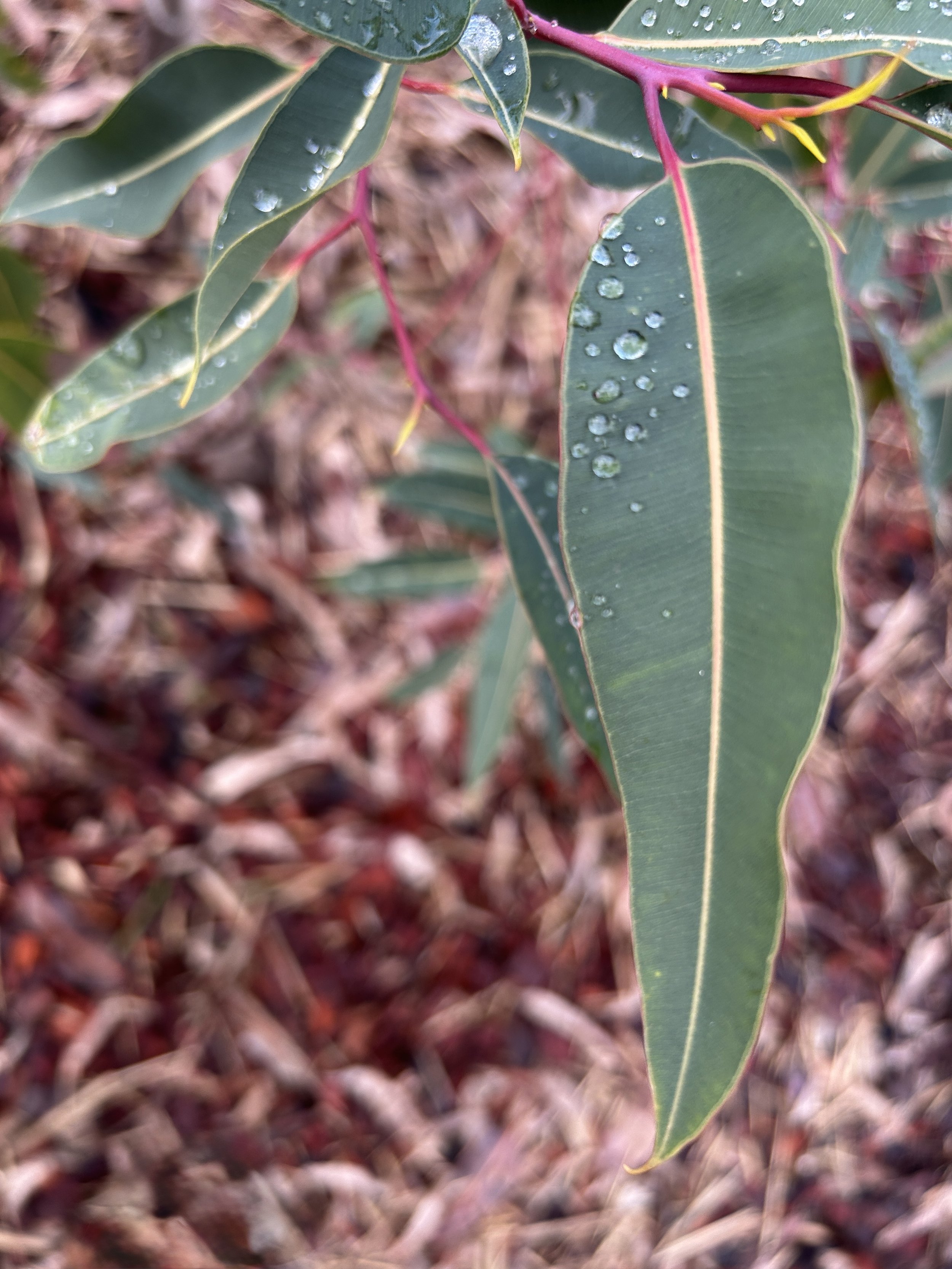 Close-up of green leaves with pink stems and water droplets on the surface.