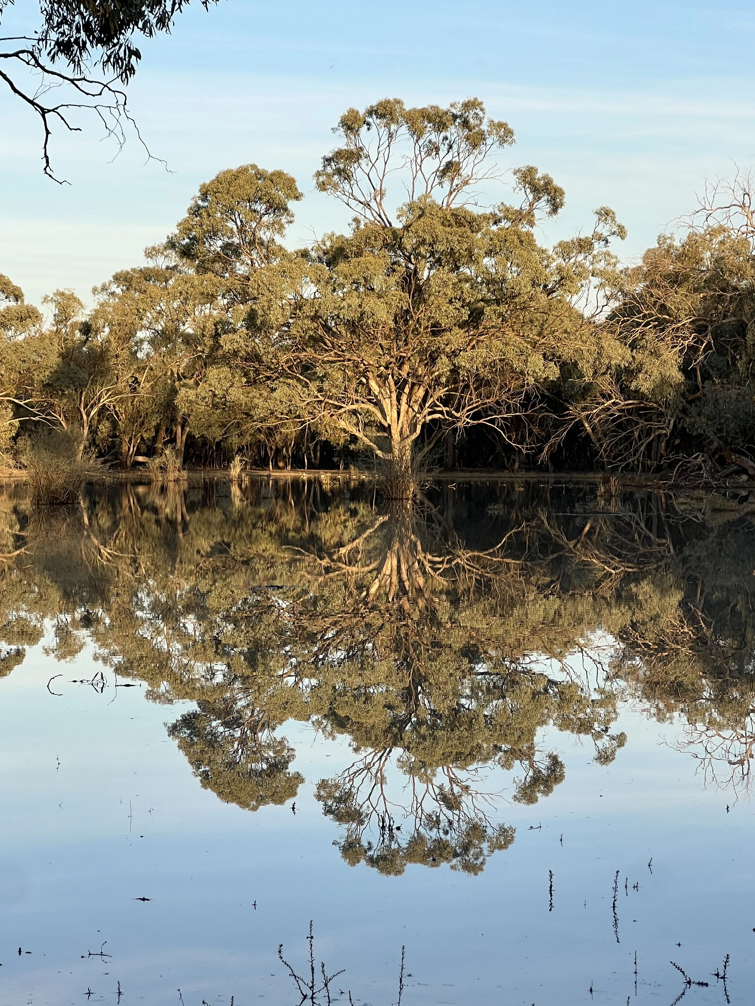 A calm body of water reflects several trees with greenish-yellow leaves and a clear blue sky.