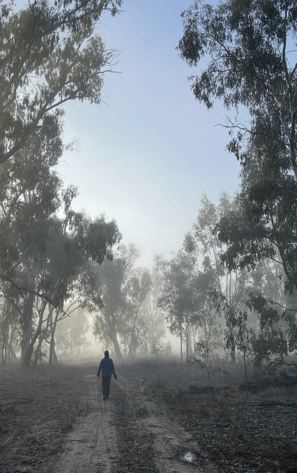 A person  walking early morning in a foggy Koondrook State Forest with towering River Red Gums and a whippet named Louis walking alongside.