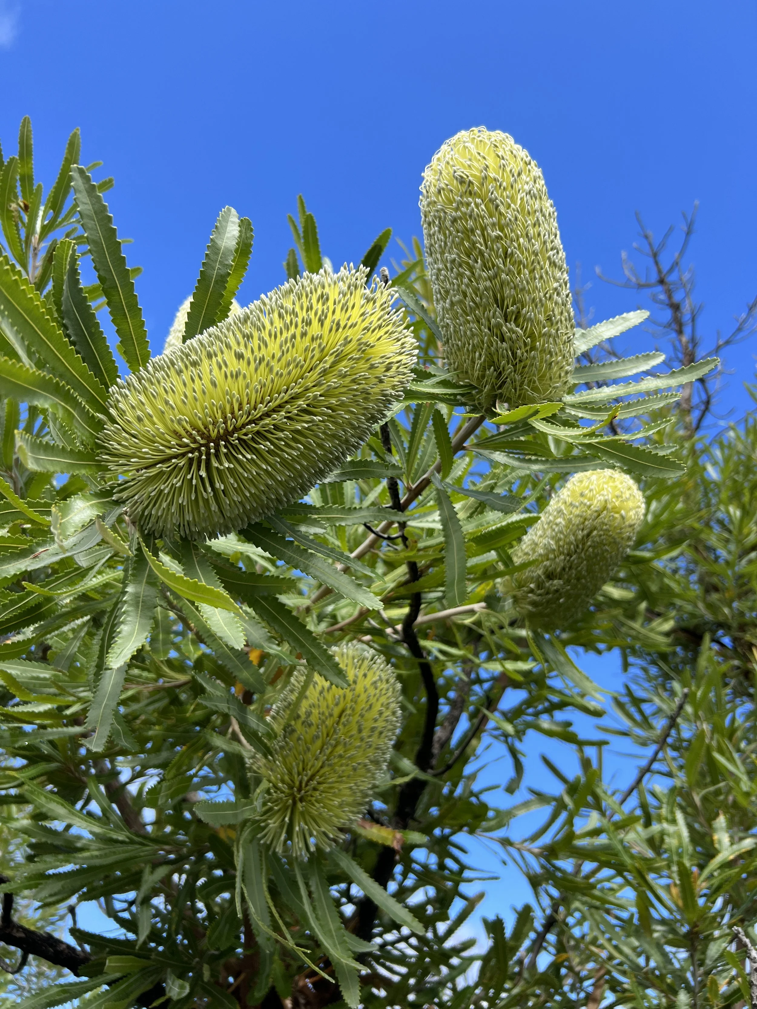 Close-up of a tree with large green cones and long, narrow leaves against a clear blue sky.
