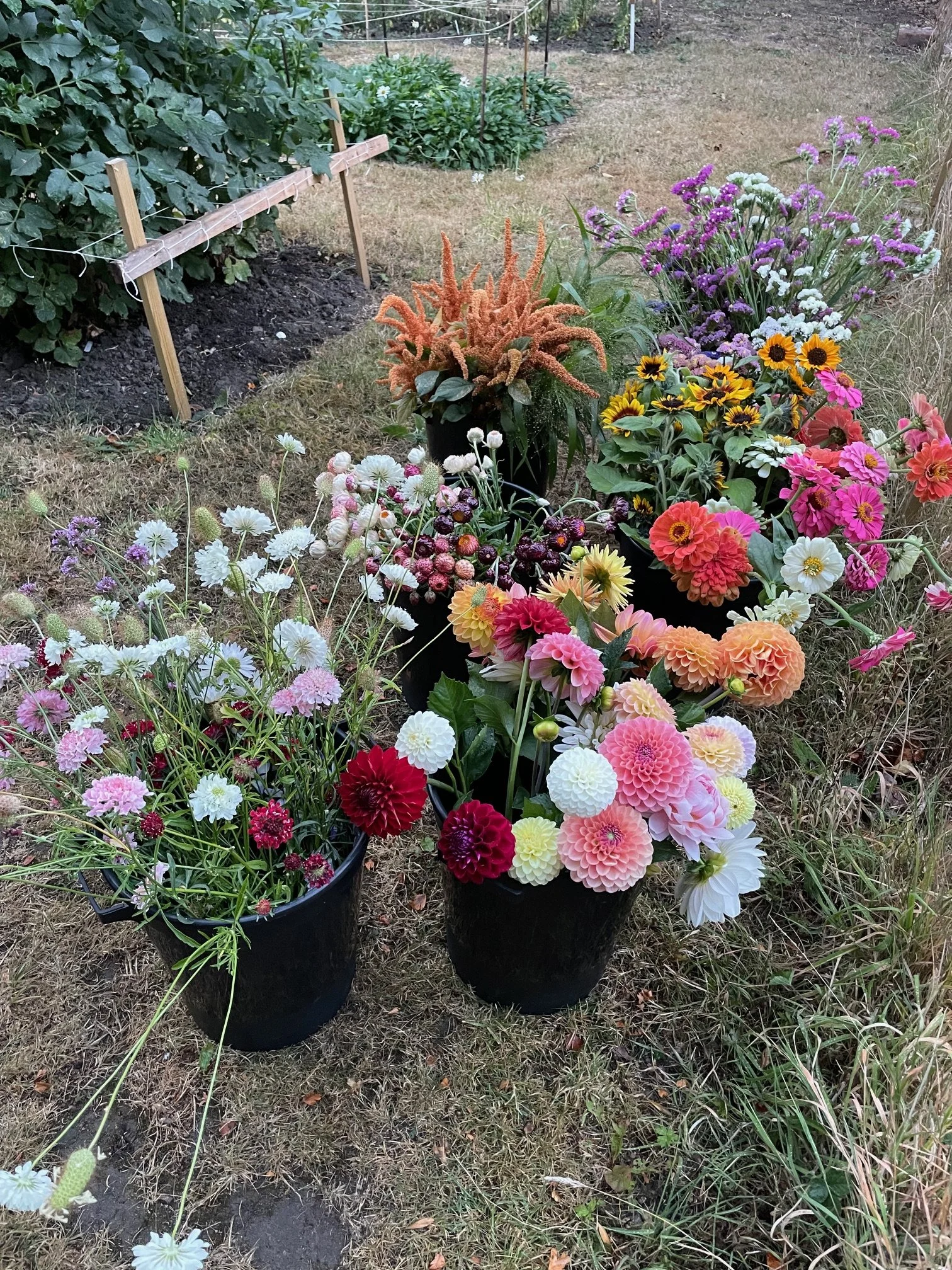 Three black pots filled with colorful flowers including white, pink, red, orange, yellow, purple, and white blooms, placed on a grass and soil surface in a garden.