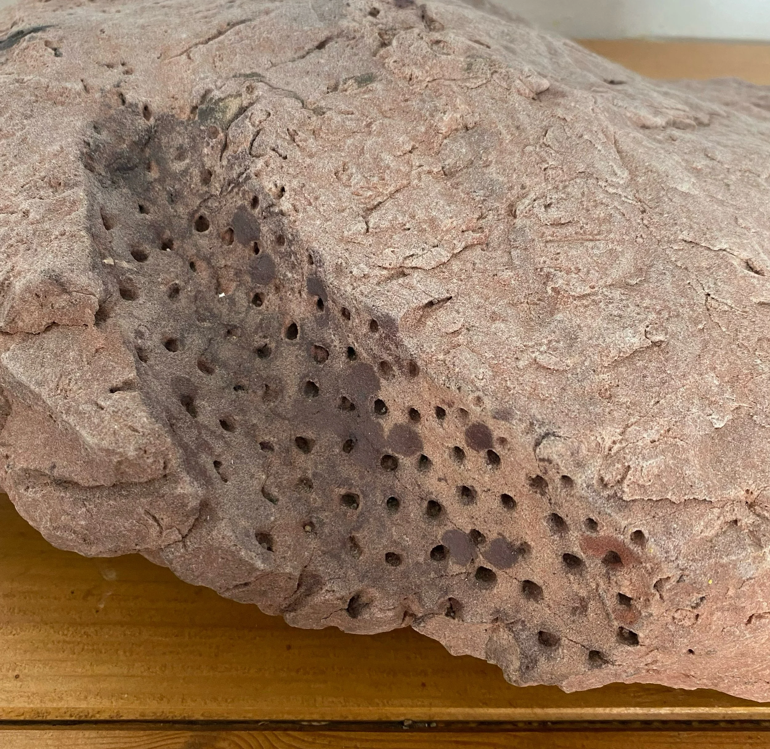plant fossil.jpg