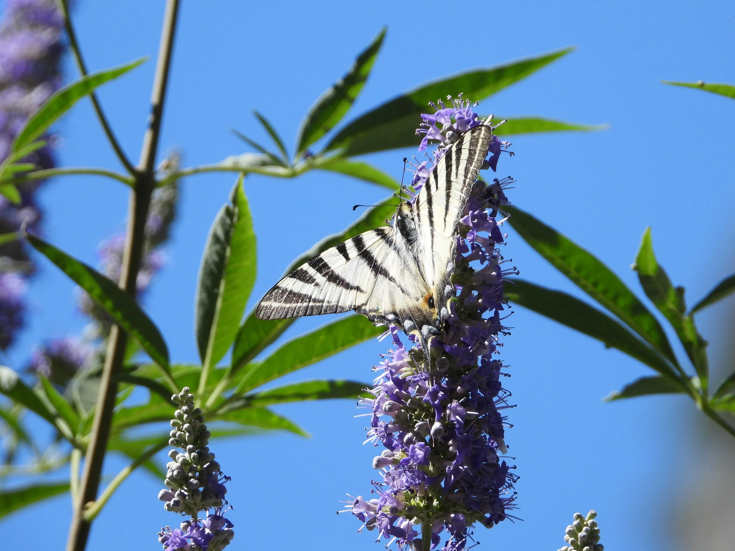 A butterfly with black and white striped wings sitting on a purple flowering plant against a clear blue sky.