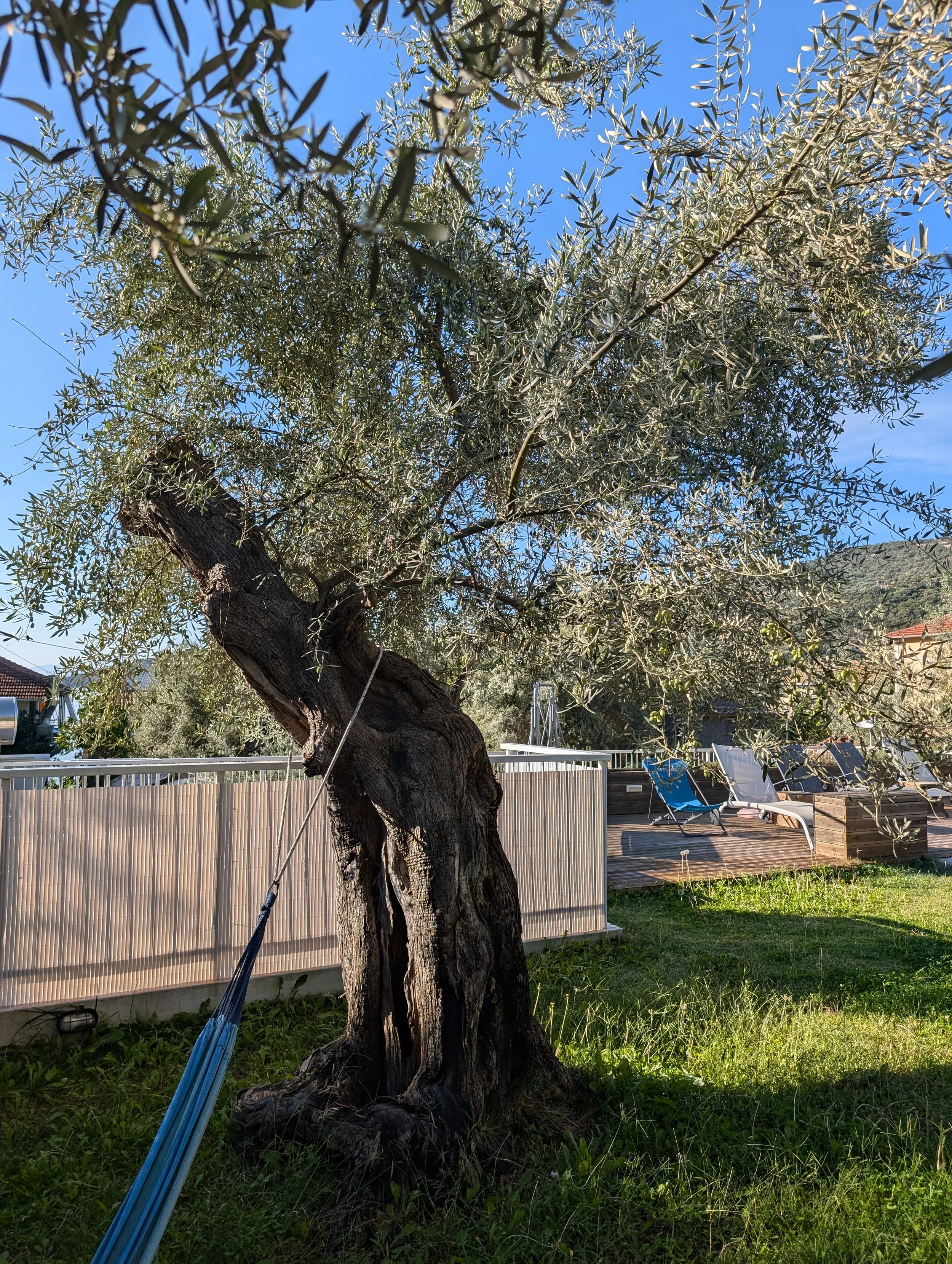 A backyard with a large, twisted tree with dense foliage. A bamboo privacy fence separates the yard from neighboring properties. There are outdoor lounge chairs and a wooden deck in the background, with a clear blue sky overhead.