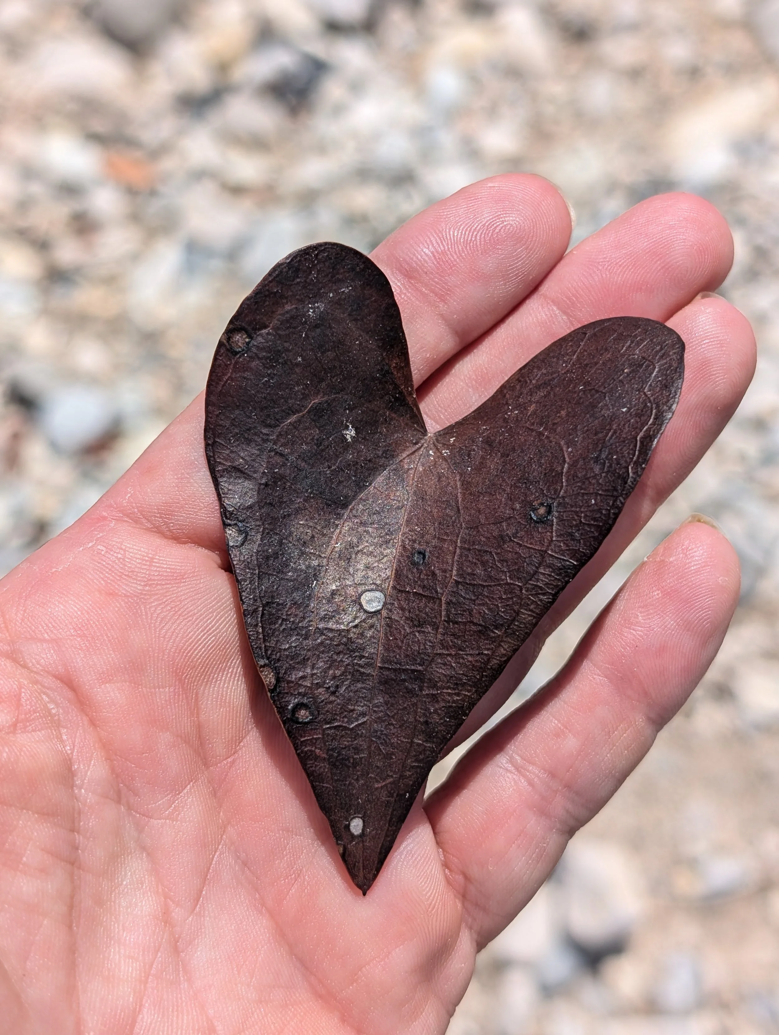 Close-up of a dark-colored heart-shaped leaf held between person's fingers, with a blurred rocky background.