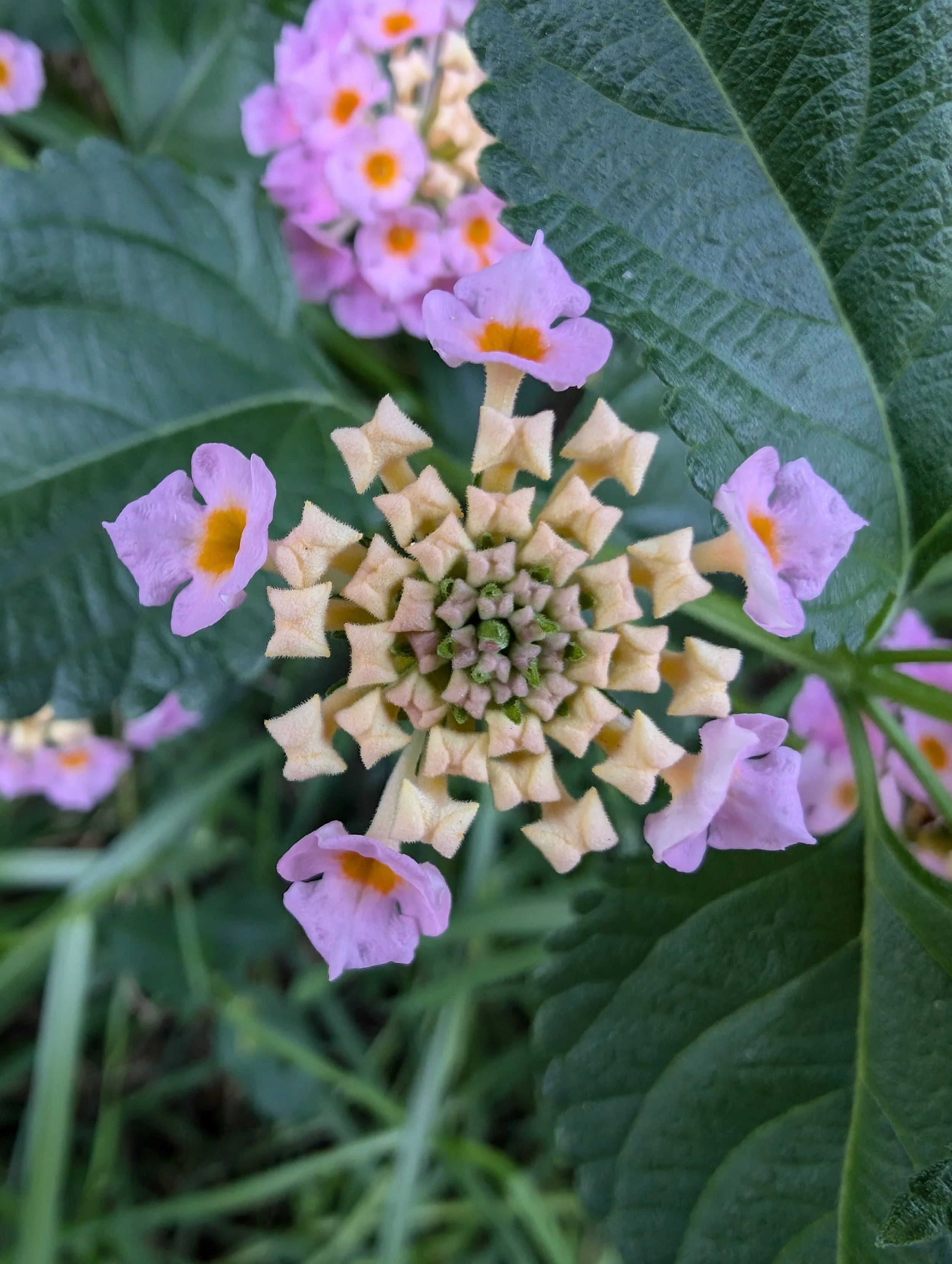 Close-up of pink and yellow lantana flowers with green leaves.