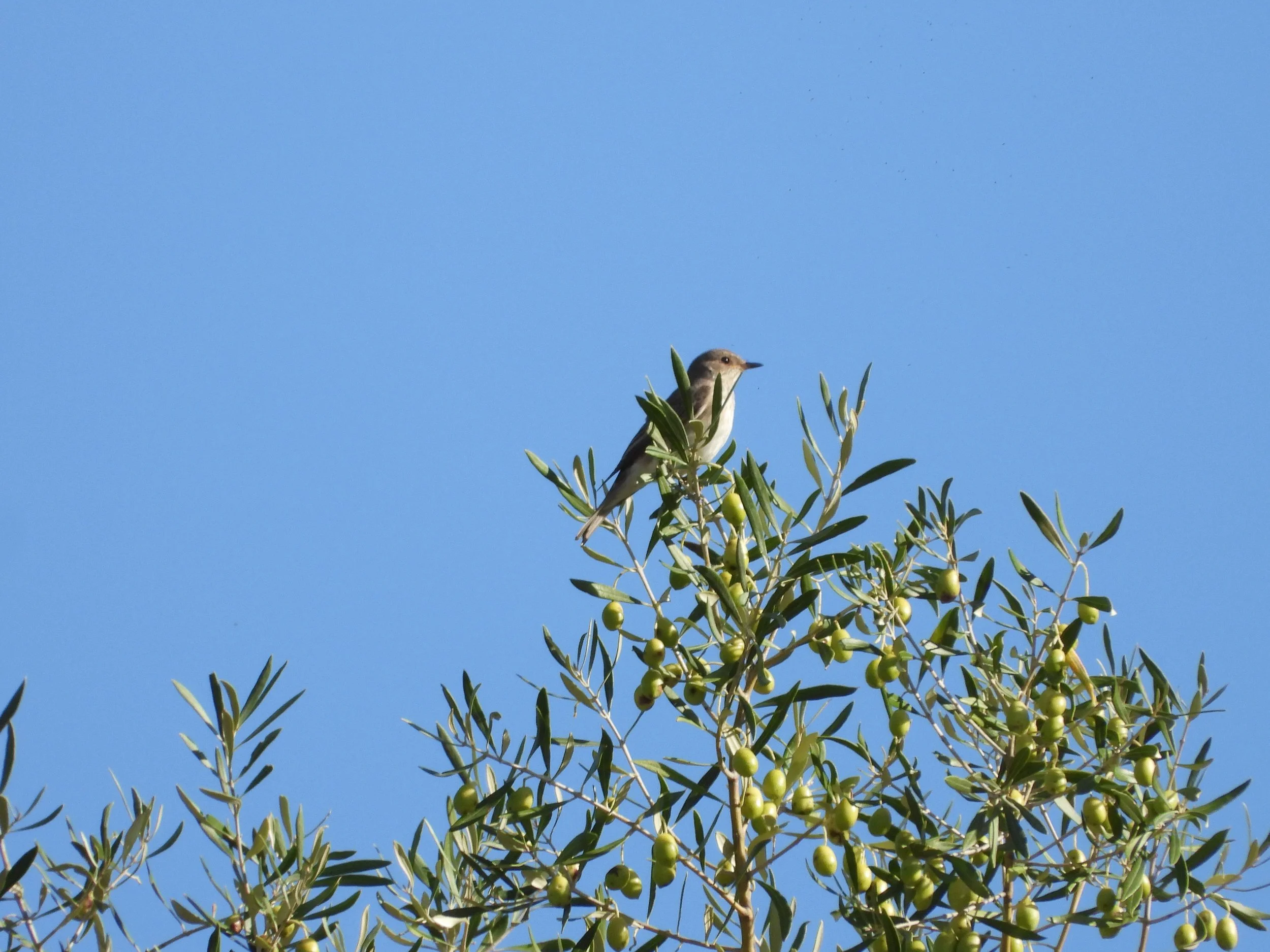 A small bird perched on an olive tree branch with green olives, against a clear blue sky background.