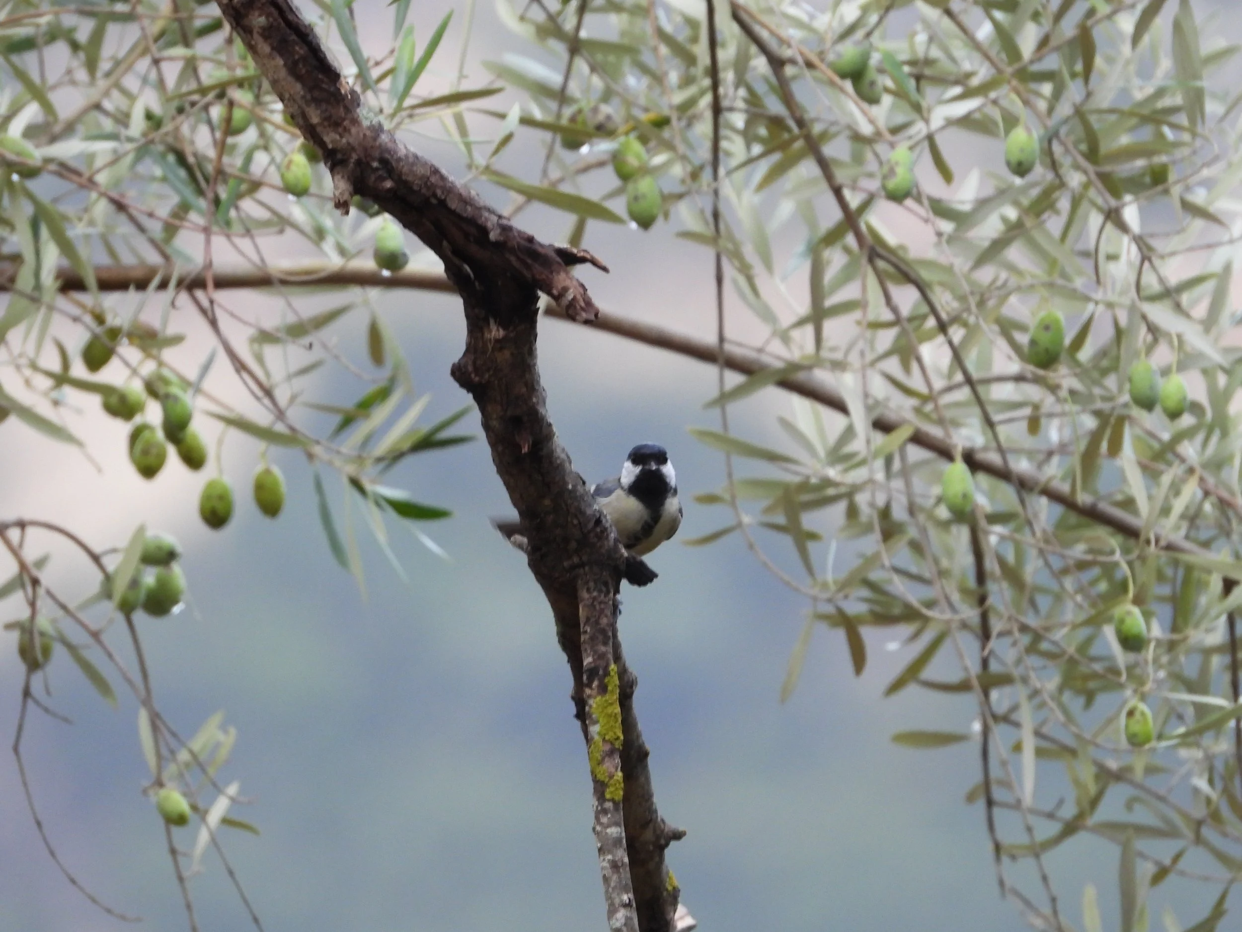 A small bird perched on a tree branch amidst green leaves and young green olives.