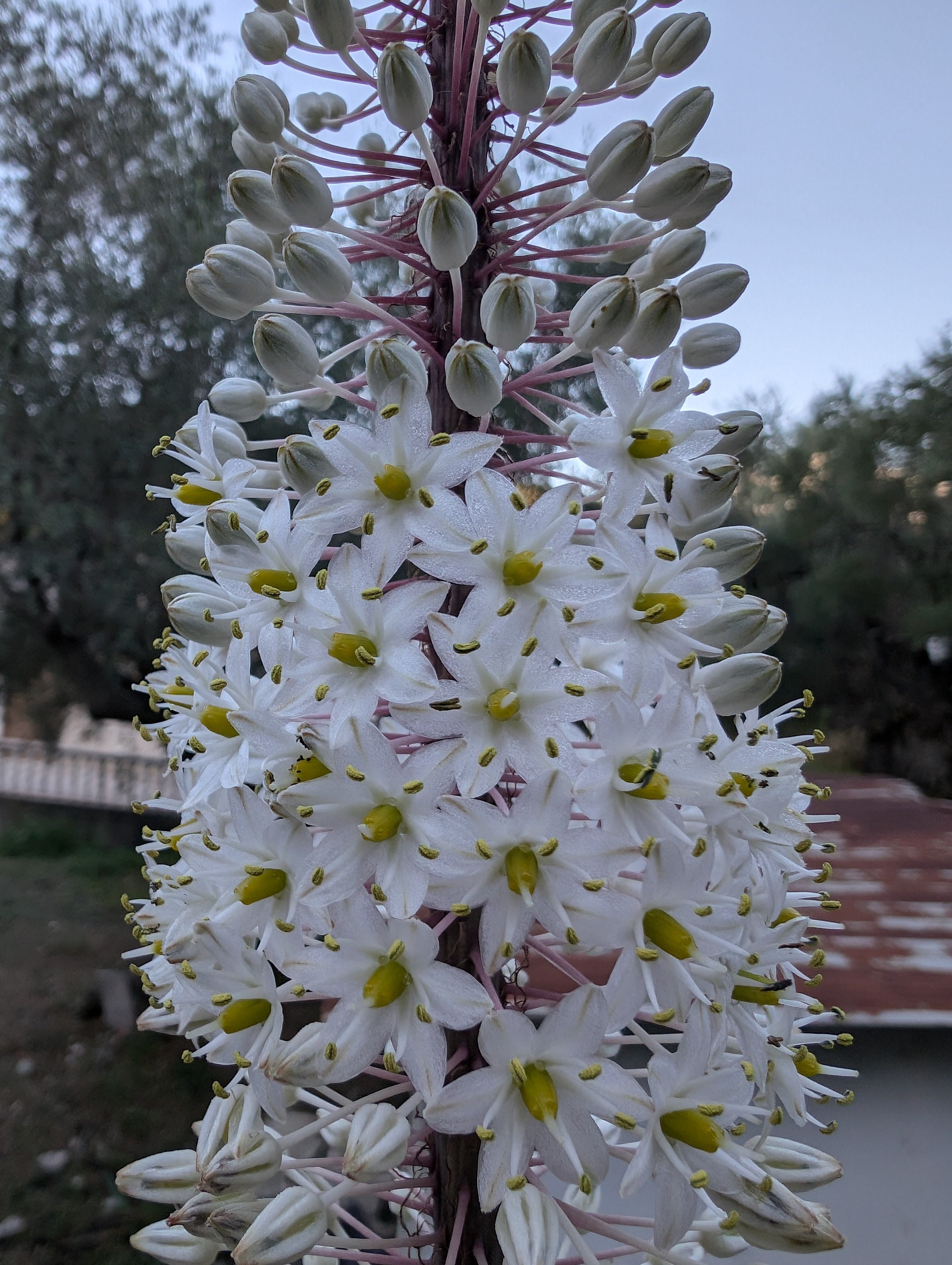 Close-up of a tall flower spike with white star-shaped blossoms and numerous buds, with a blurred background of trees and sky.
