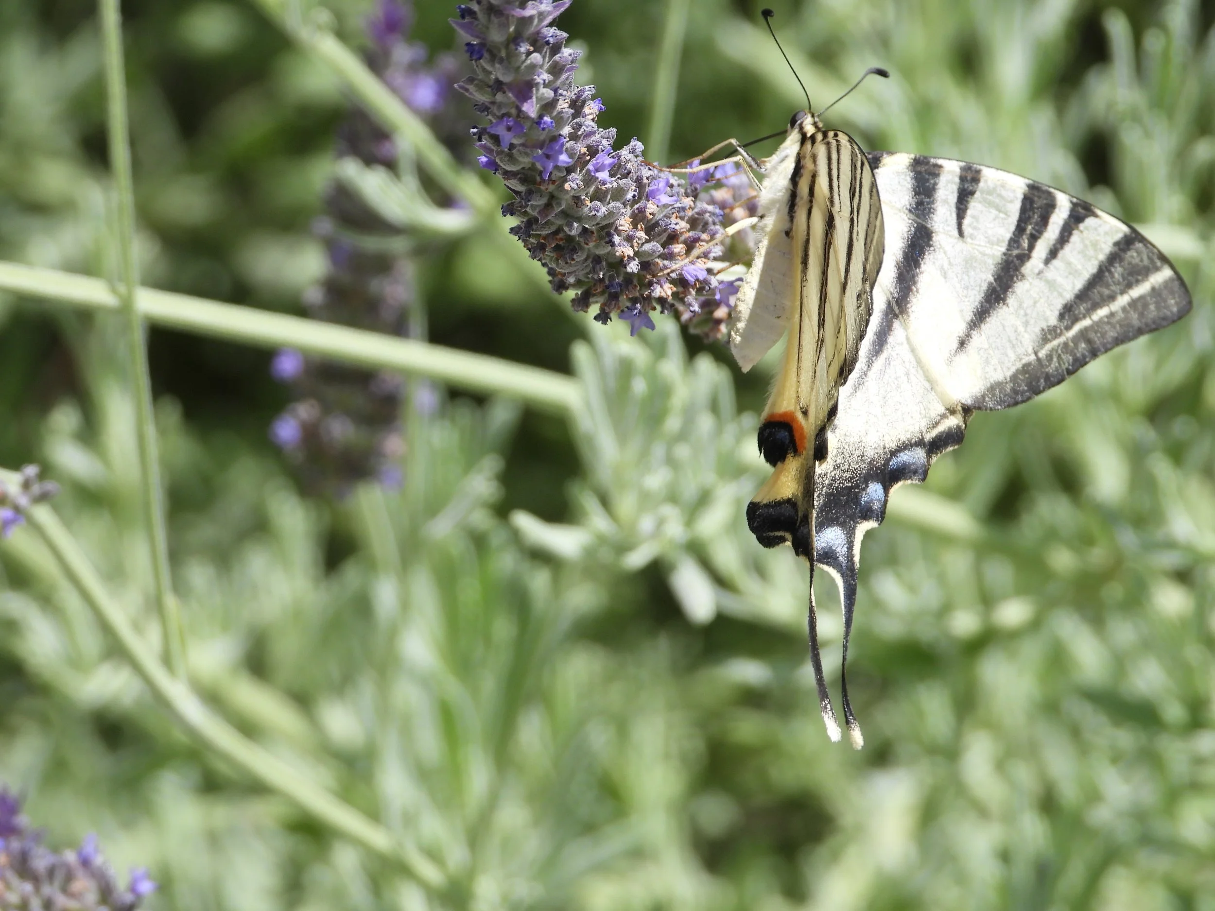 A close-up photograph of a butterfly perched on a purple flowering plant with a blurred green foliage background.