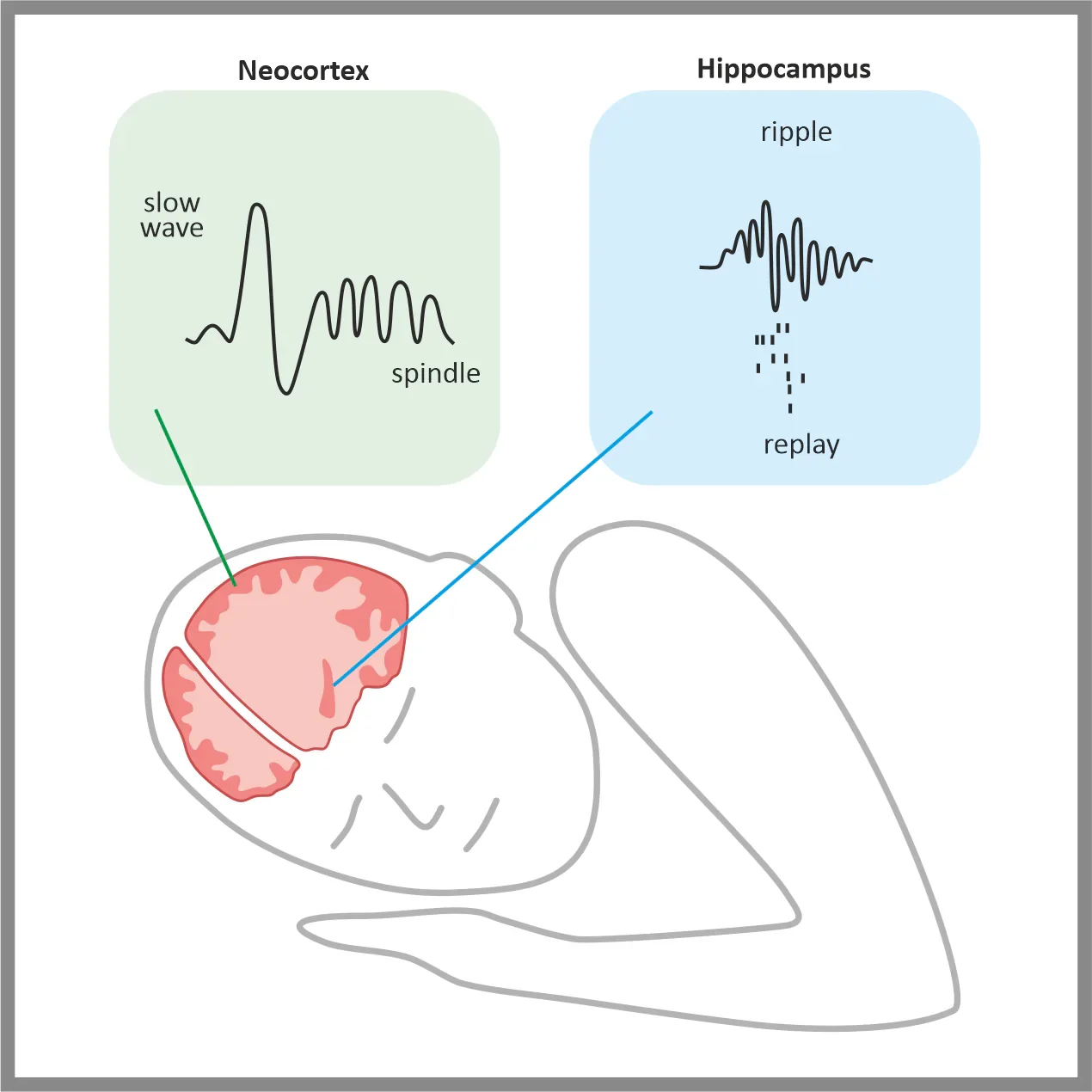 Ripple Oscillations May Help the Brain Coordinate Distributed Memories