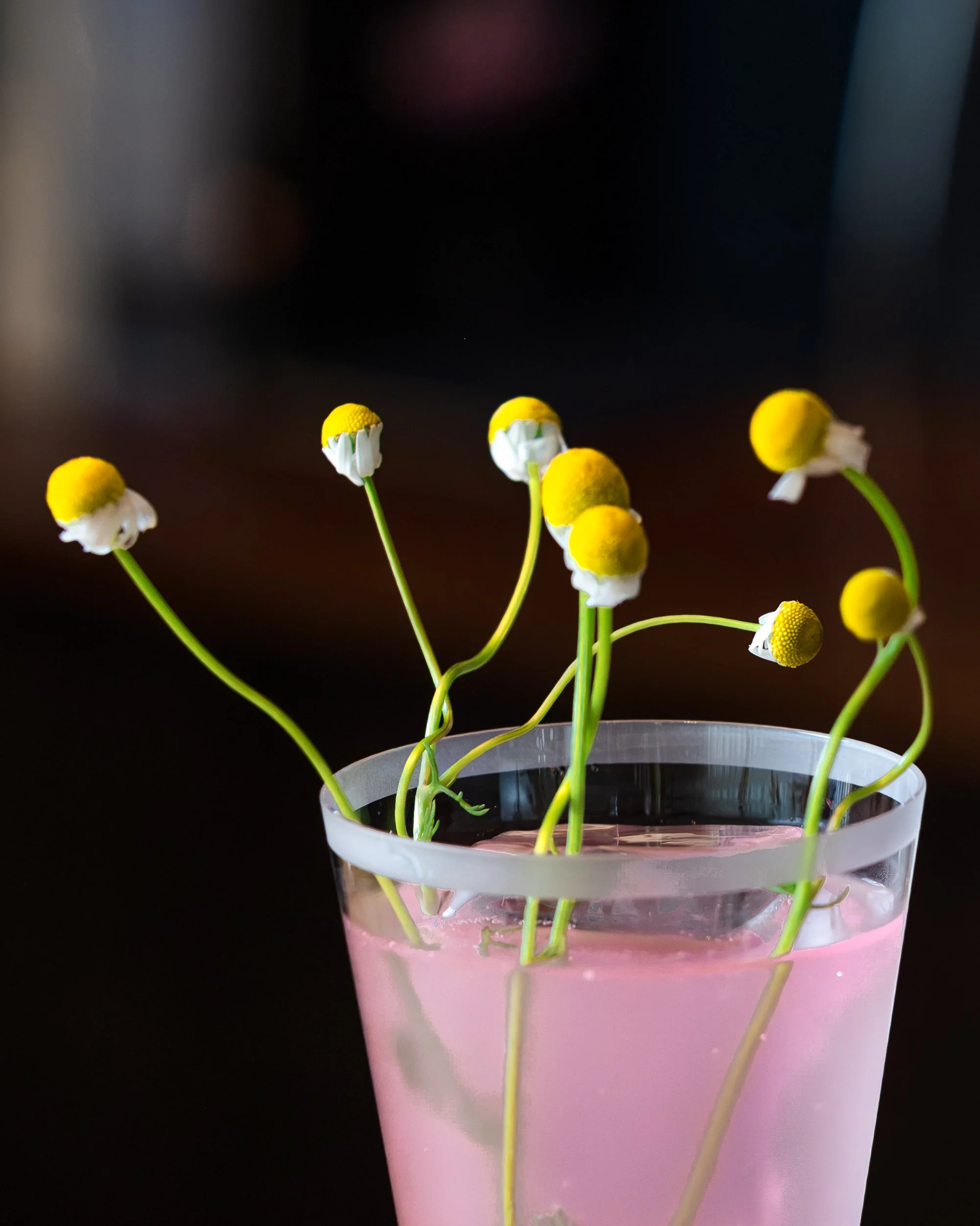 Pink flowerpot with small yellow and white flowers and long green stems inside a black background.