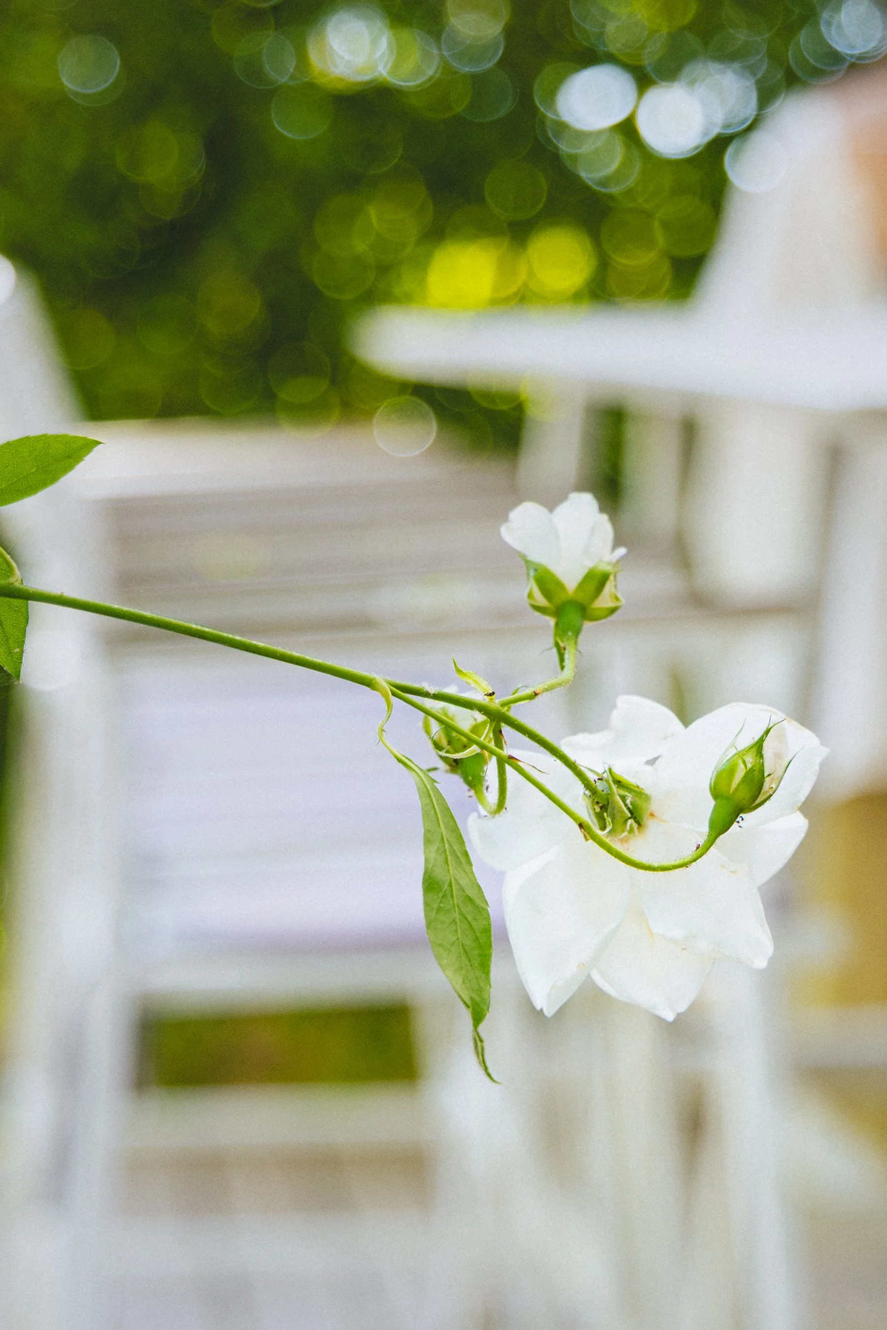 A white flower with green leaves on a thin green stem, hanging downward, with blurred green and white background.