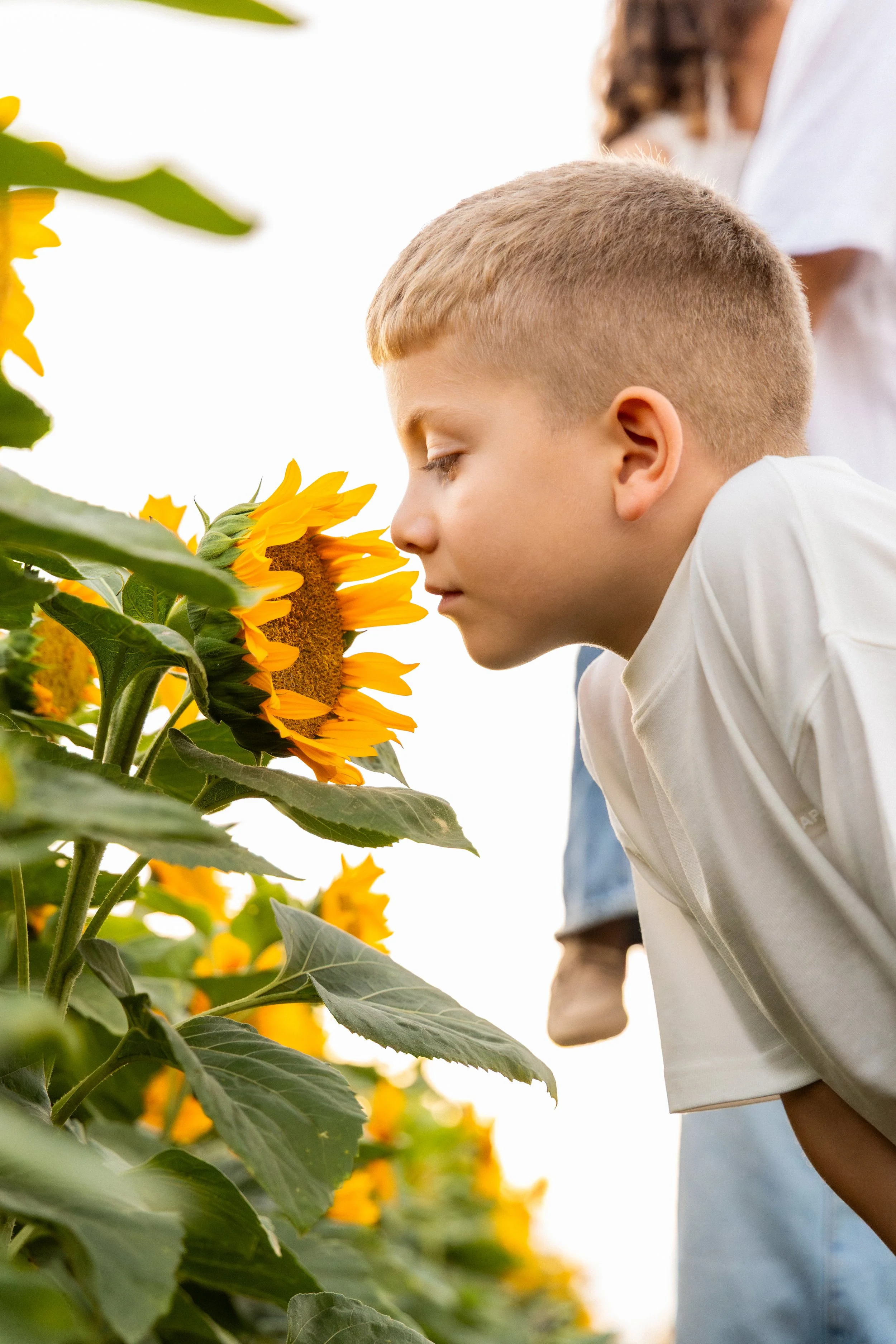 A young boy with short blond hair smelling a sunflower in a sunflower field during daytime.