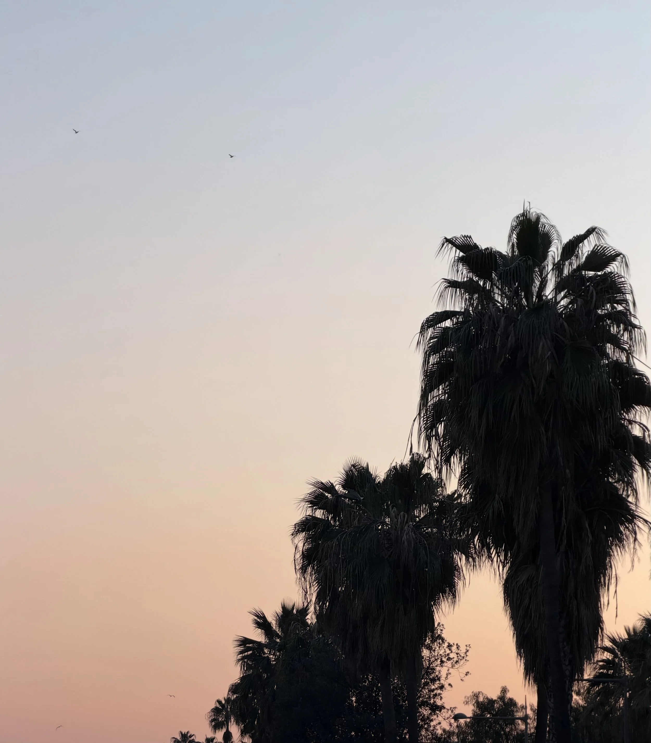 Silhouettes de palmiers au coucher du soleil avec un ciel dégradé de nuances pastel, et quelques oiseaux volant en arrière-plan.