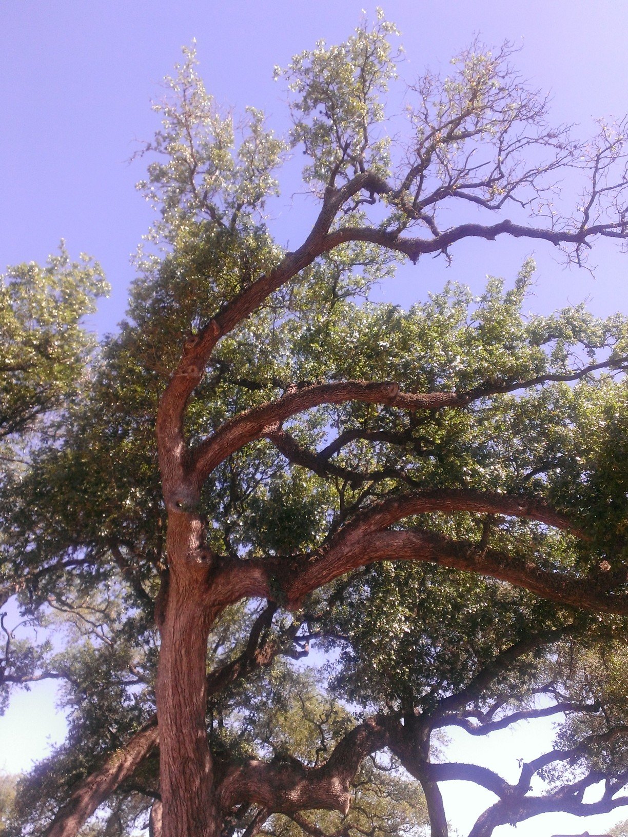 Tall tree with a thick, reddish-brown trunk and sprawling branches, set against a clear blue sky.