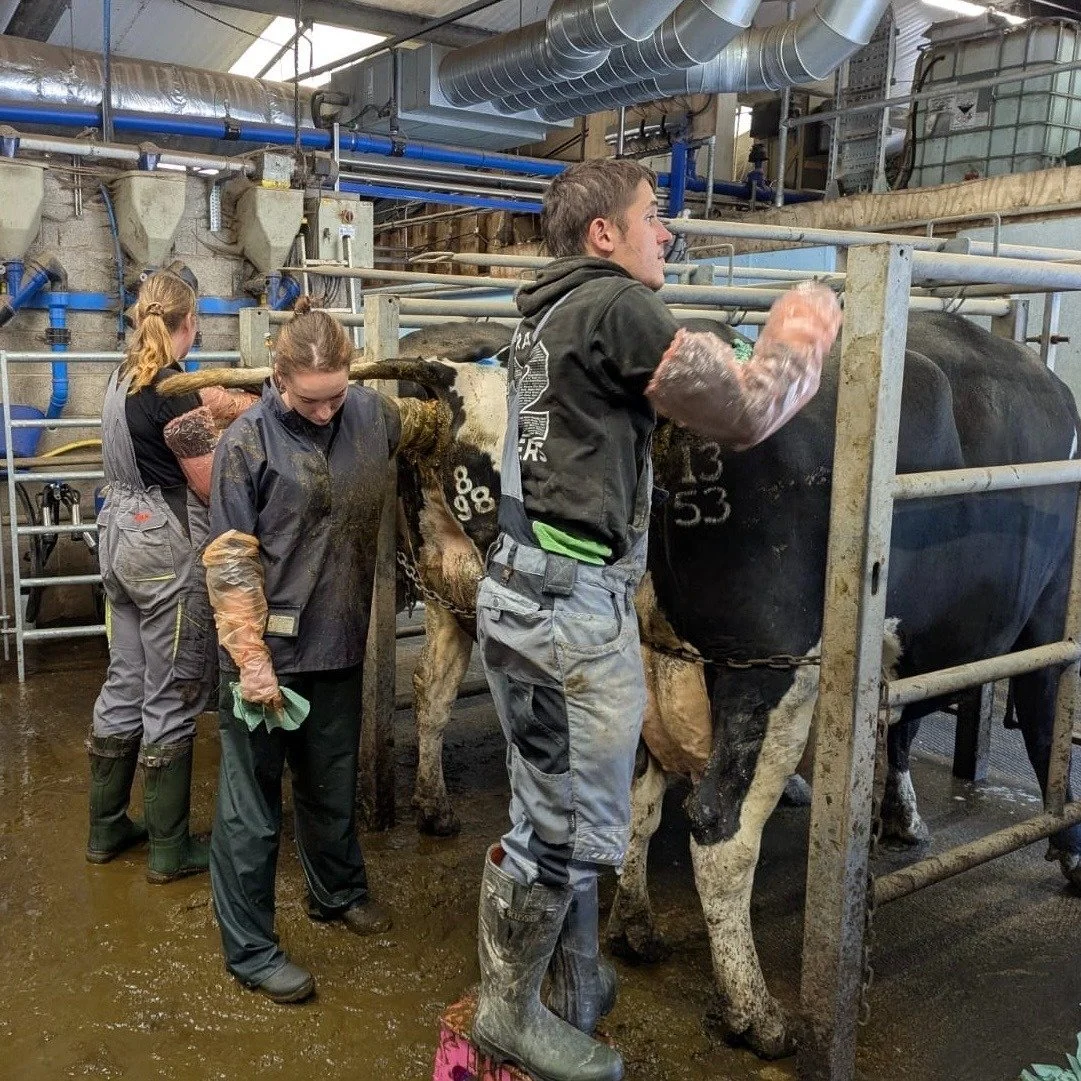 Bovine Artificial Insemination