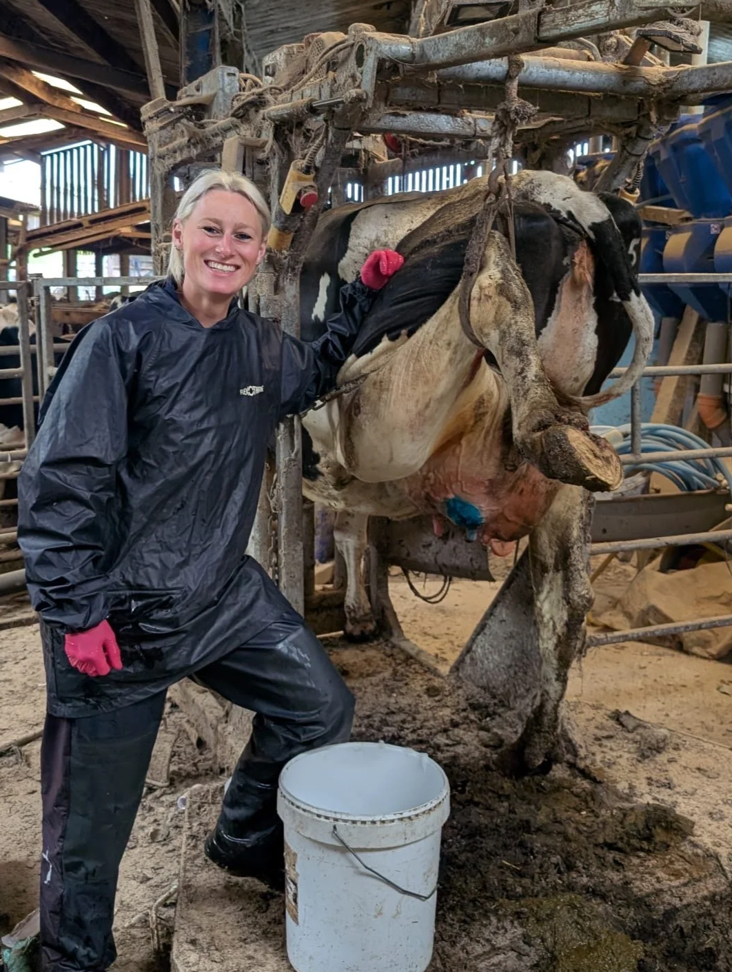 Vet Liv treating a lame cow in a foot trimming crush