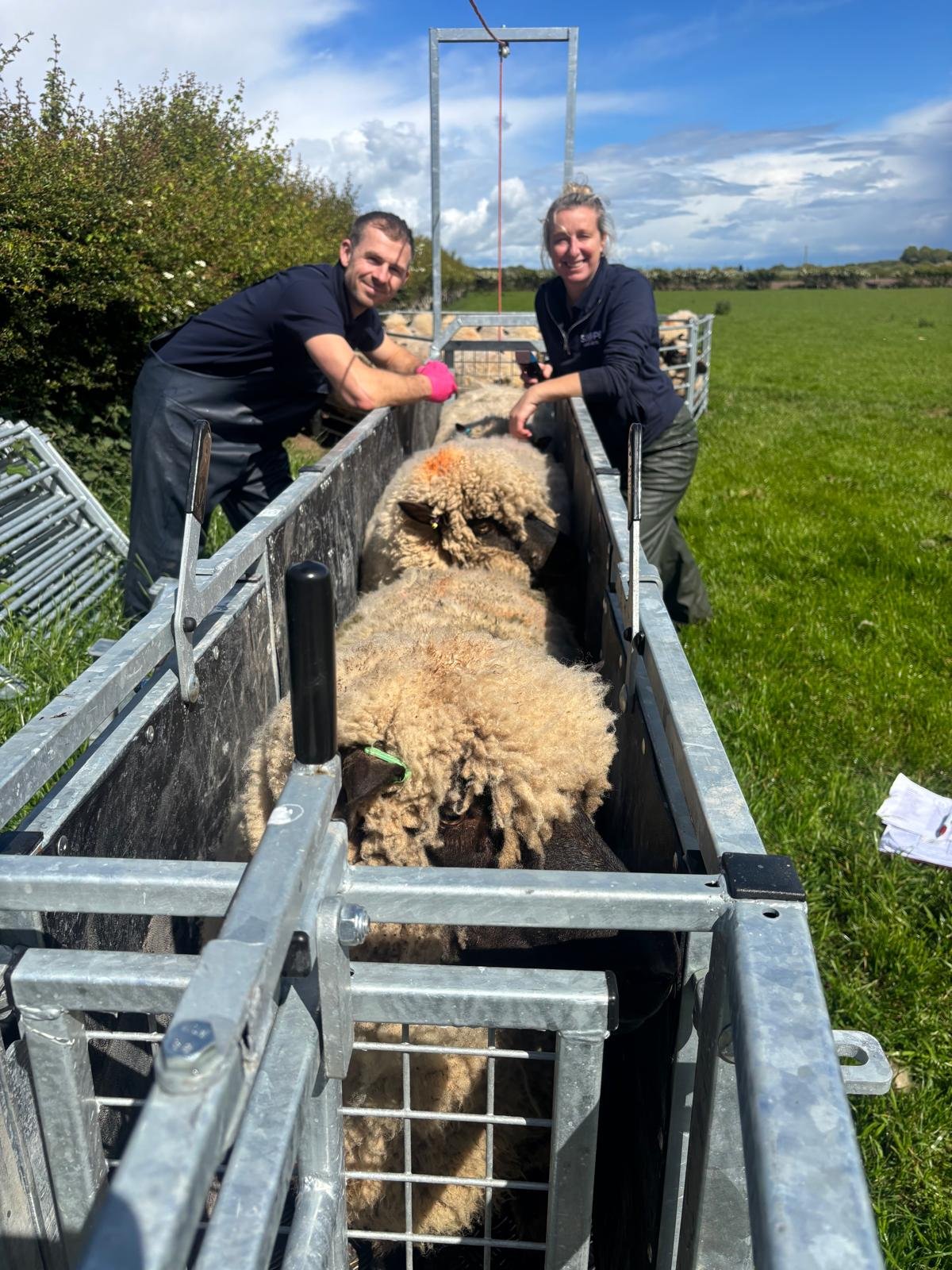 Vet Harry and Tech Helen blood sampling sheep in a sheep handling system