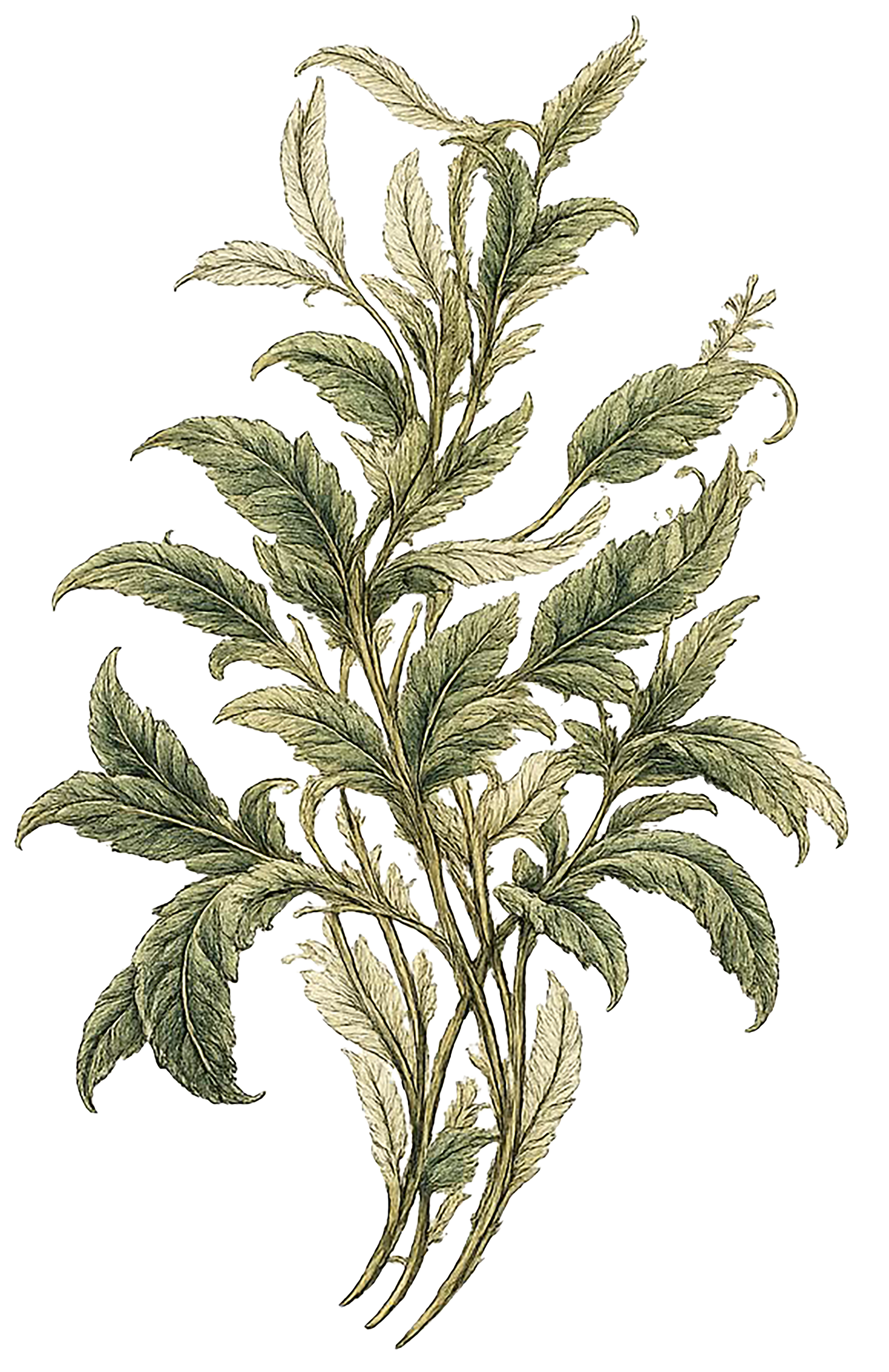 Illustration of a detailed botanical drawing of a plant with multiple elongated leaves.