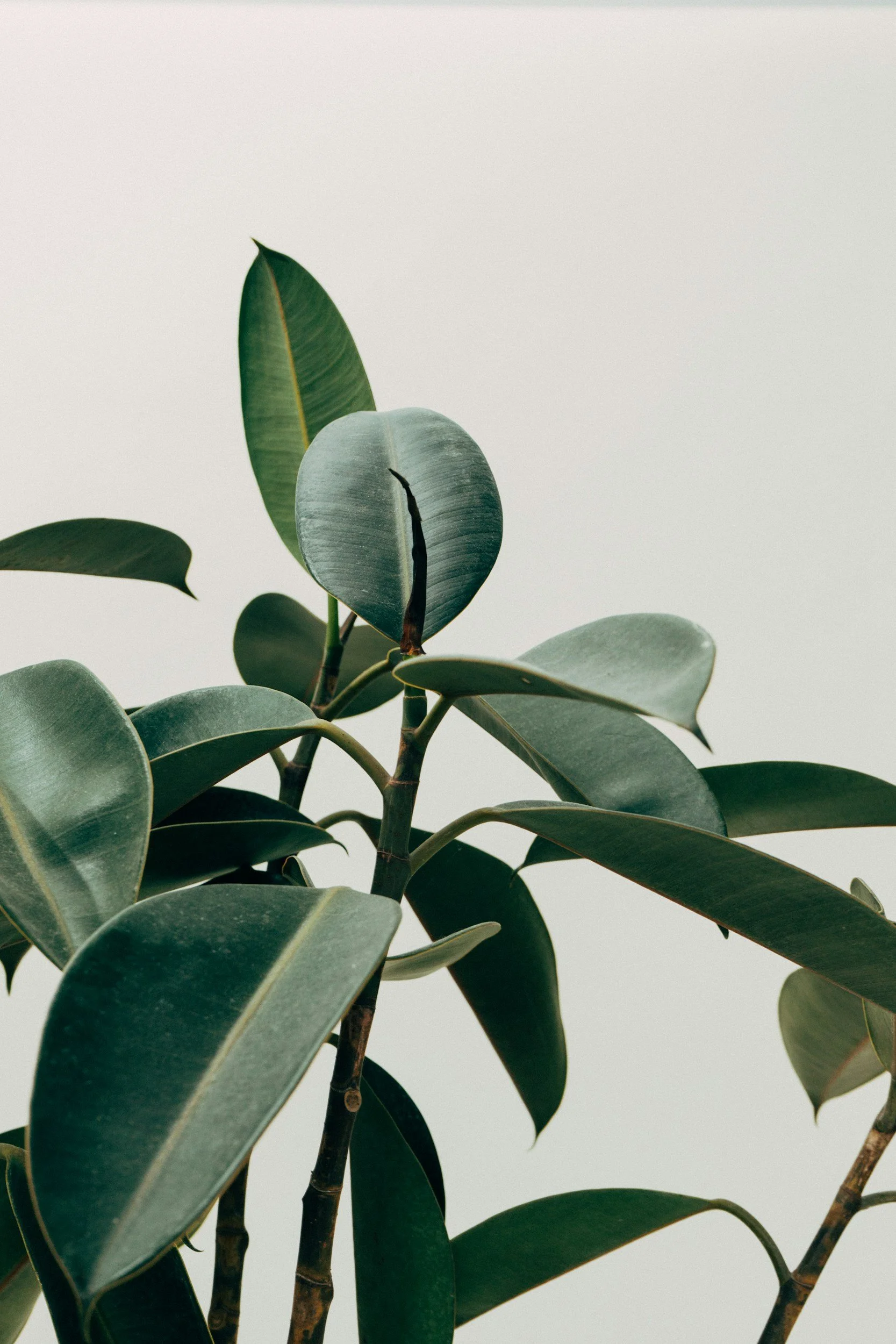 Close-up of green, waxy, oval-shaped leaves on a plant with a plain, light-colored background.