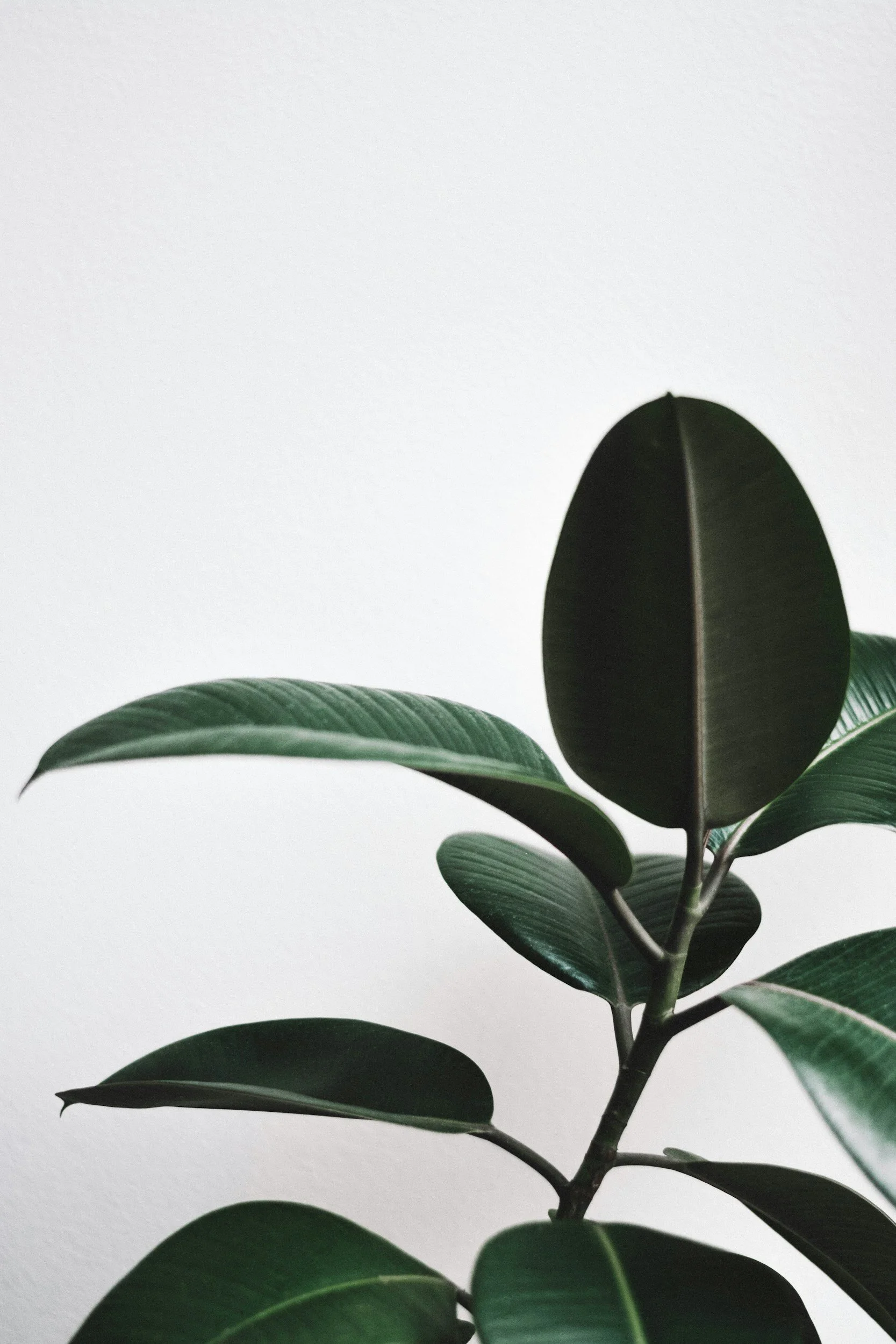 Close-up of green, glossy plant leaves with a white background.
