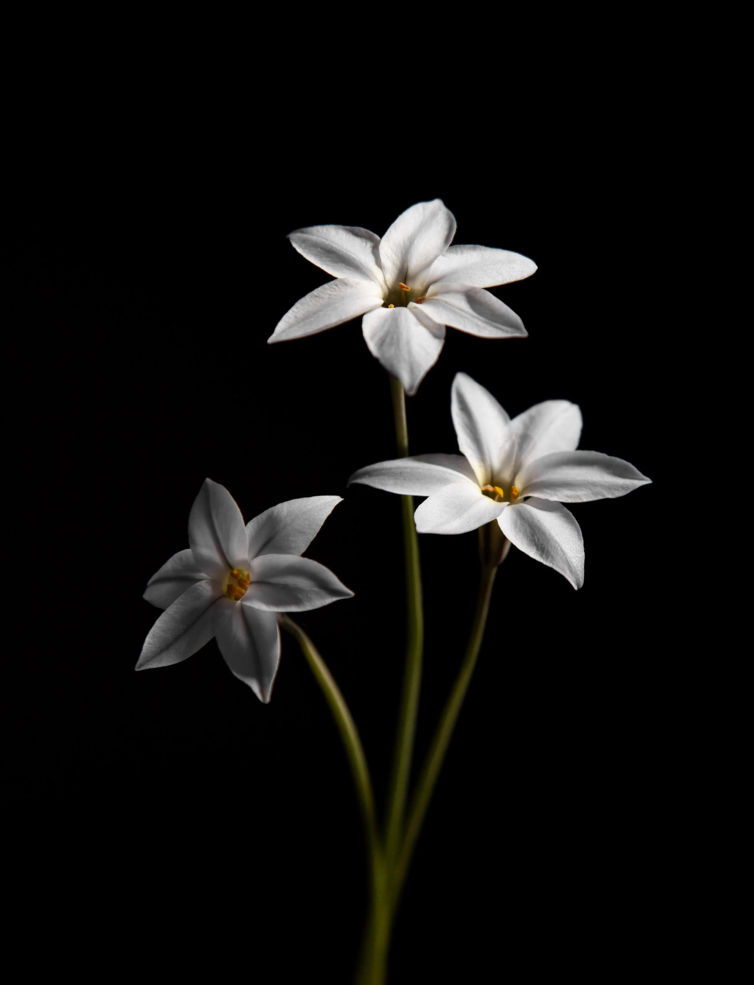 Close-up of white flowers with green stems against a black background.