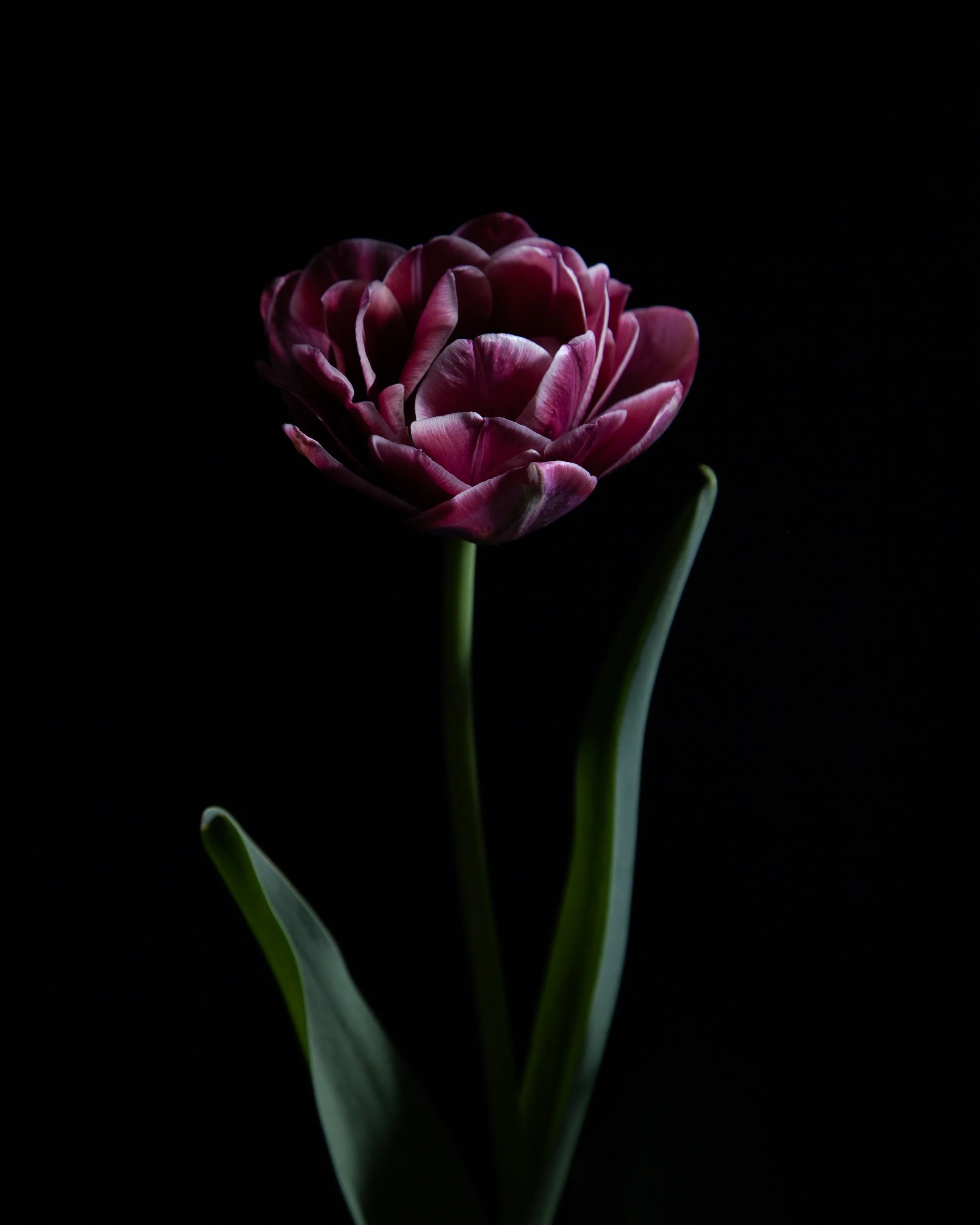 A pink and white tulip flower with green leaves against a dark background.