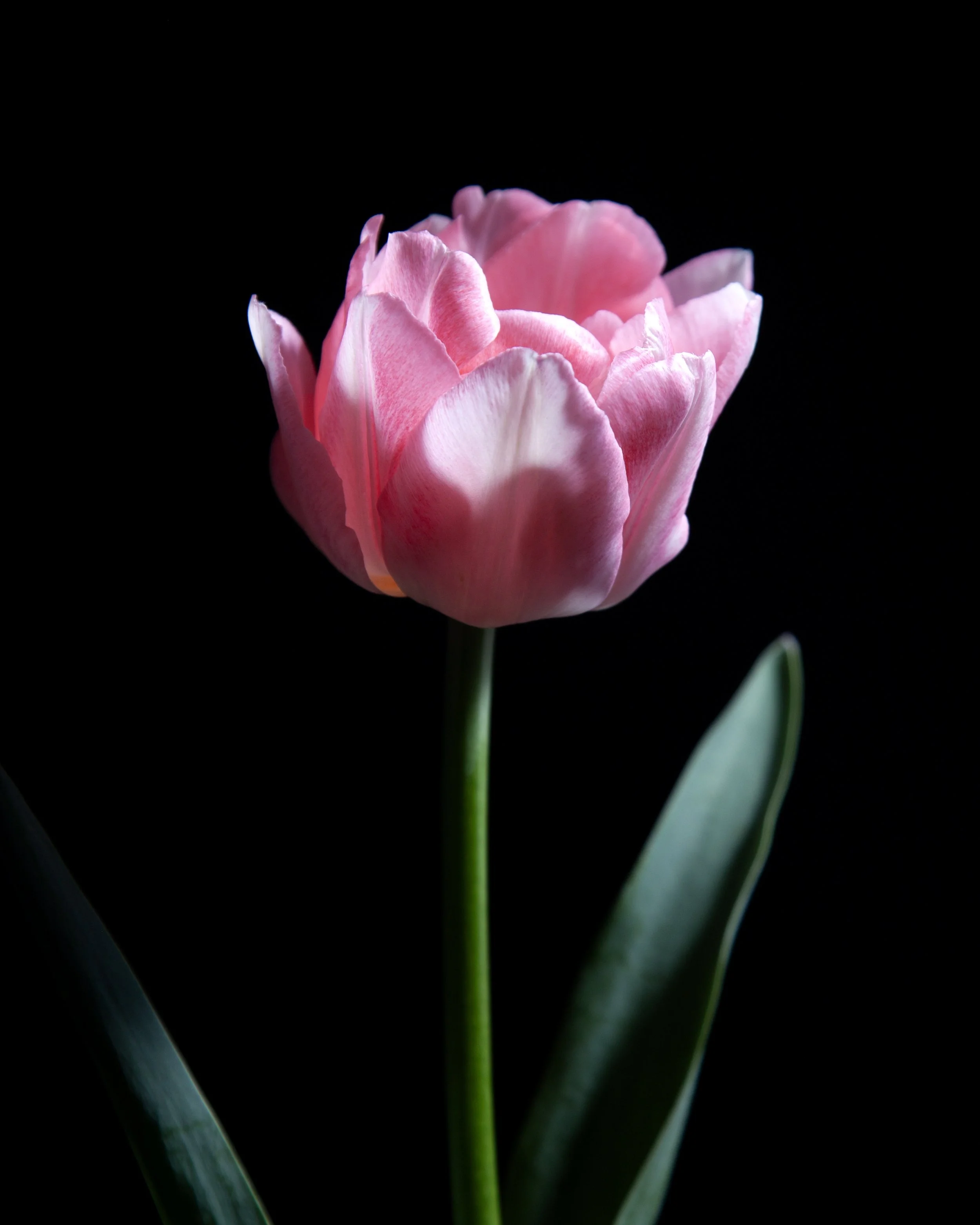 A pink tulip flower in full bloom against a black background, with green leaves at the base.