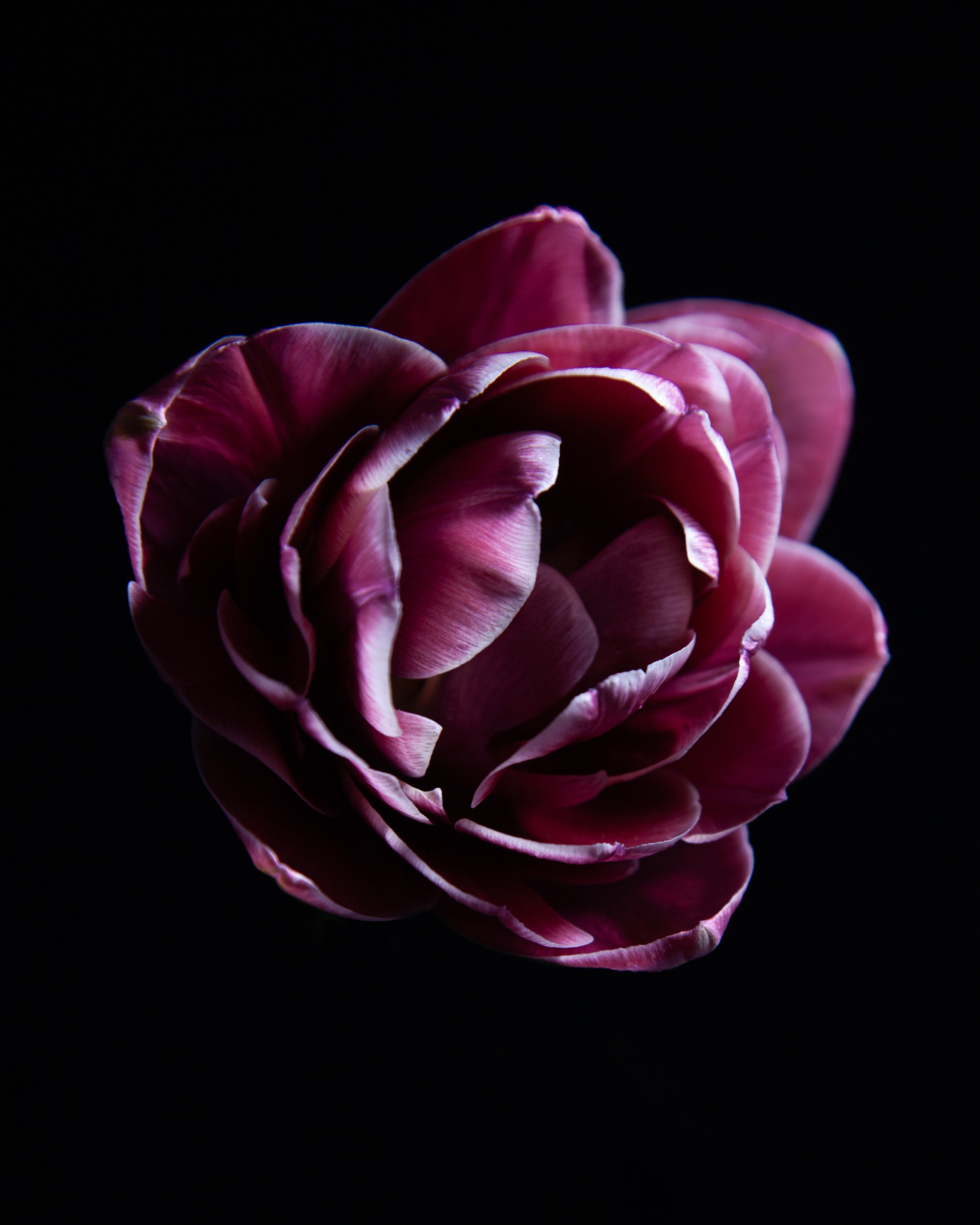 Close-up of a pink flower with layered petals against a black background.