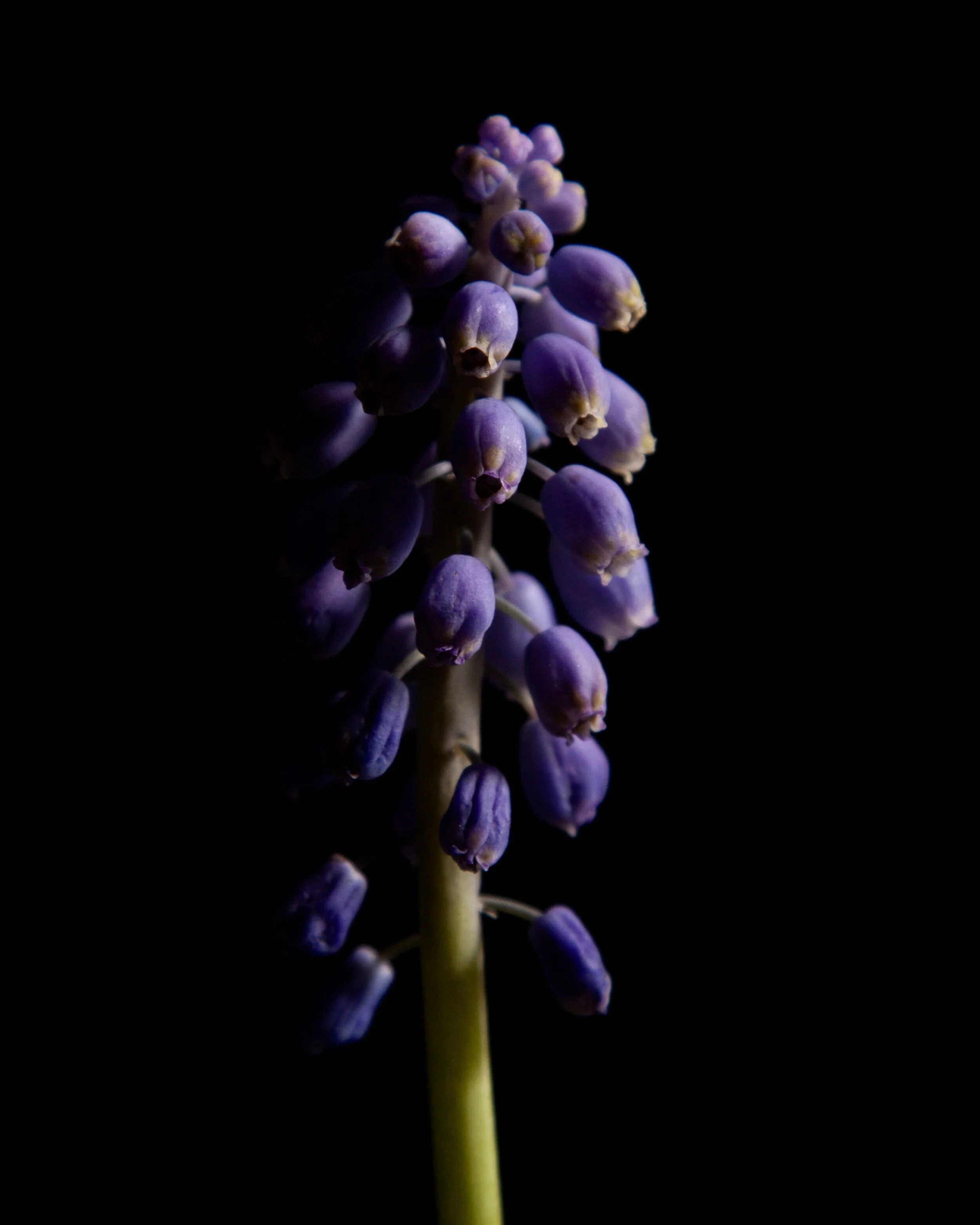 Close-up of purple grape hyacinth flower with a dark background.