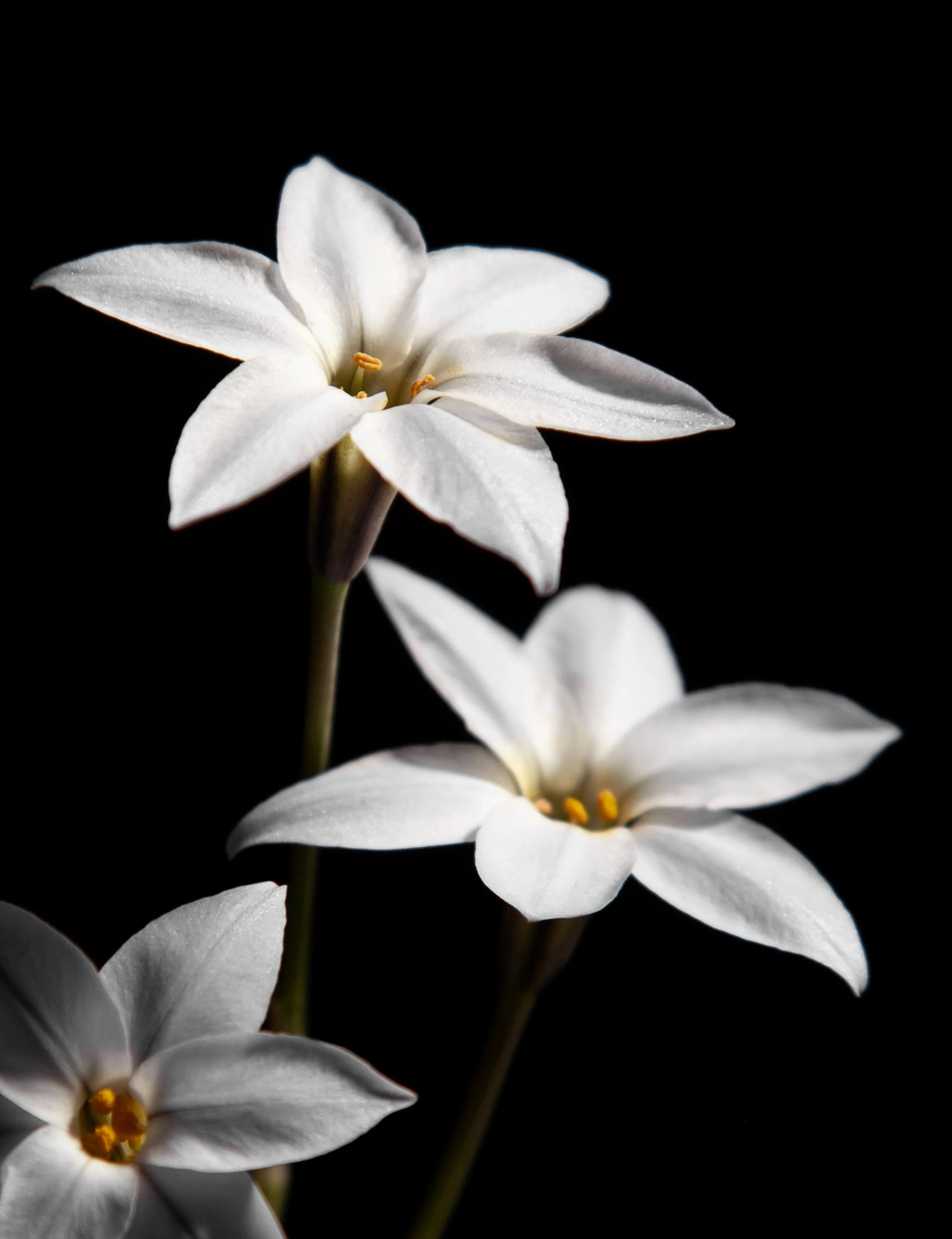 Close-up of white flowers with yellow stamens against a black background.