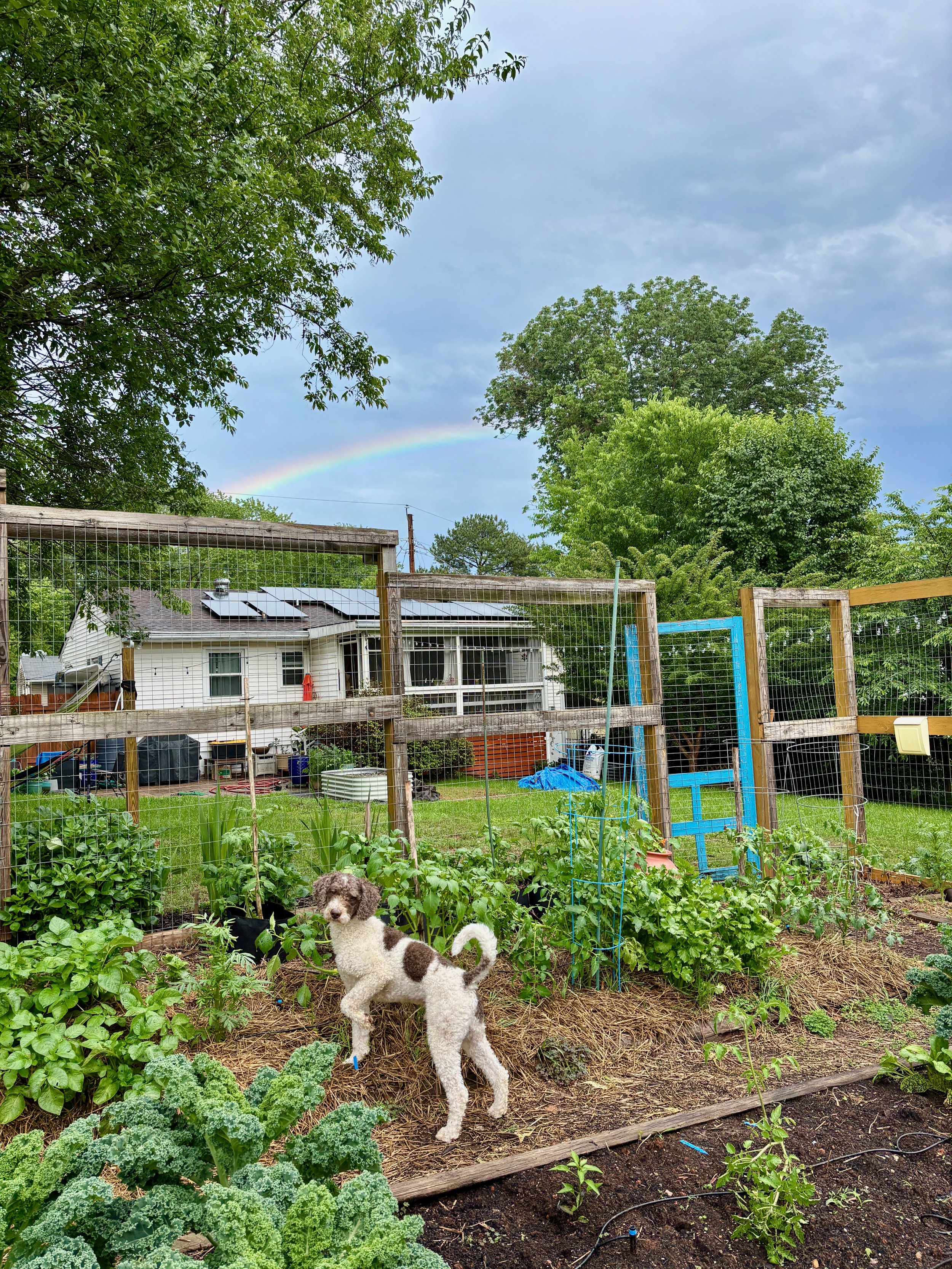 A brown and white curly haired dog stands among raised vegetable garden beds with kale and tomato plants, a rainbow visible in the sky above the backyard in Charlottesville, Virginia
