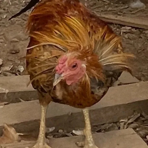 The Rooster, the Rabbits, and the Raspberry Popsicles