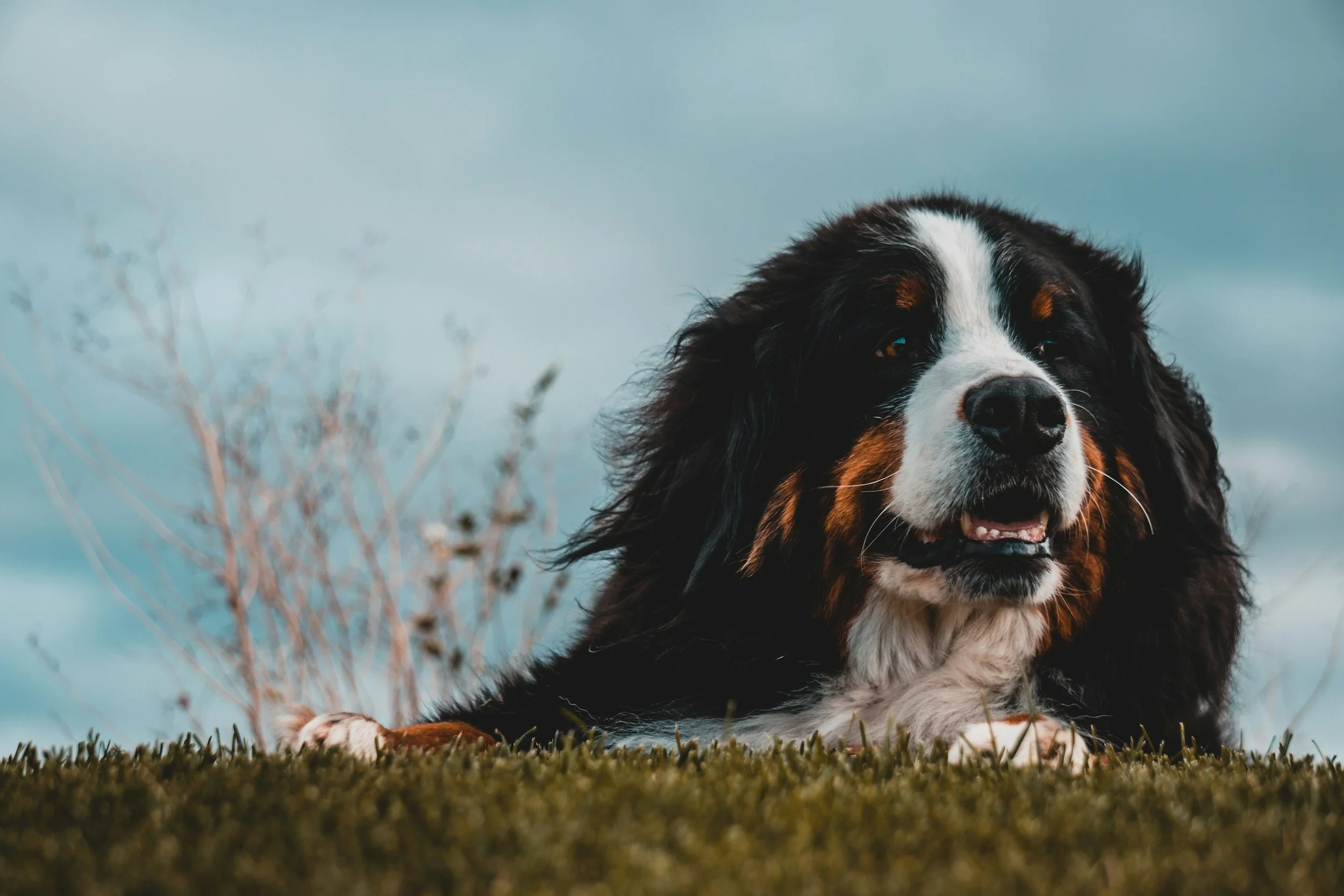 crowsnestpass dog groomer