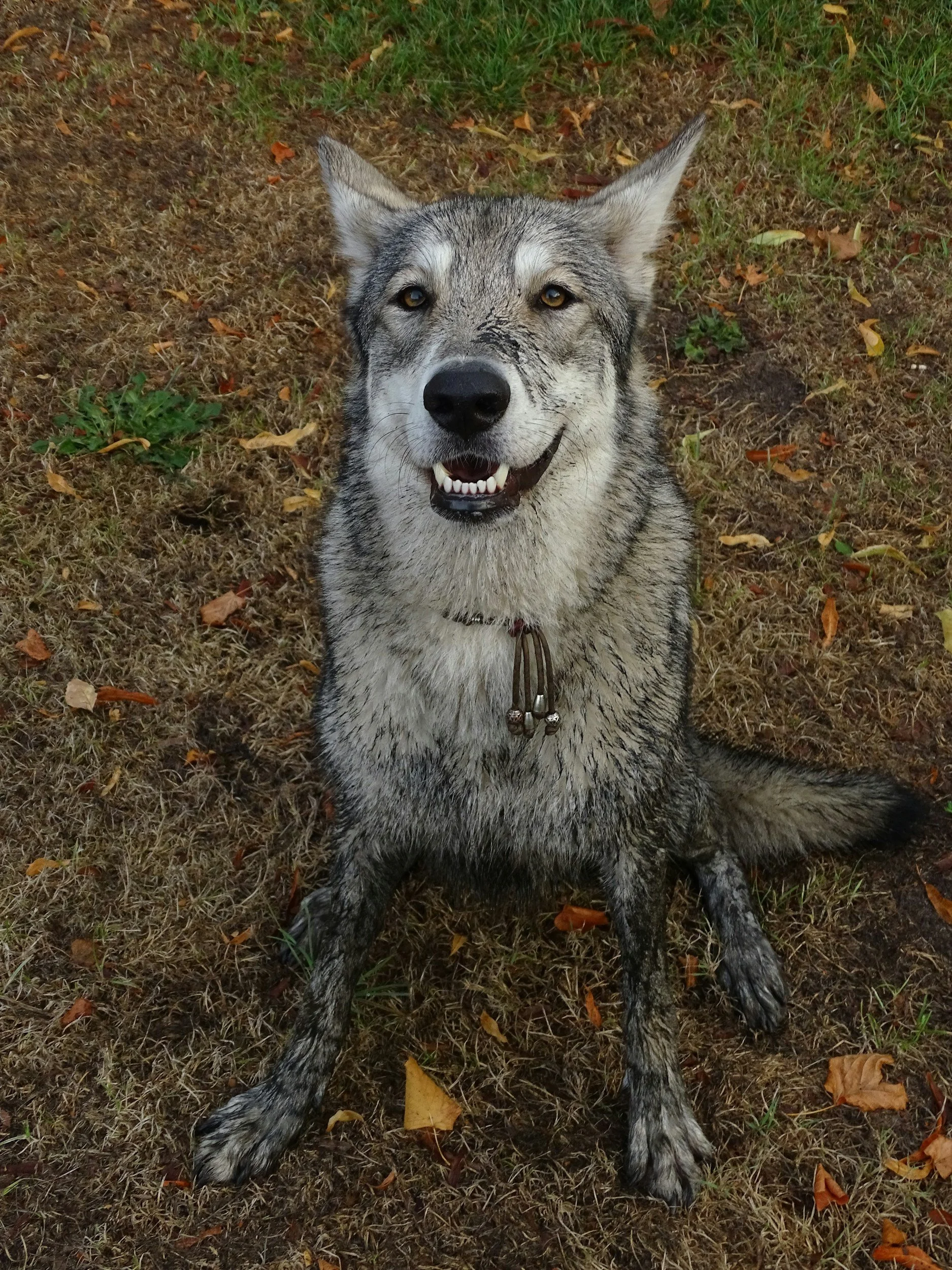 dog grooming in crowsnest pass . 1