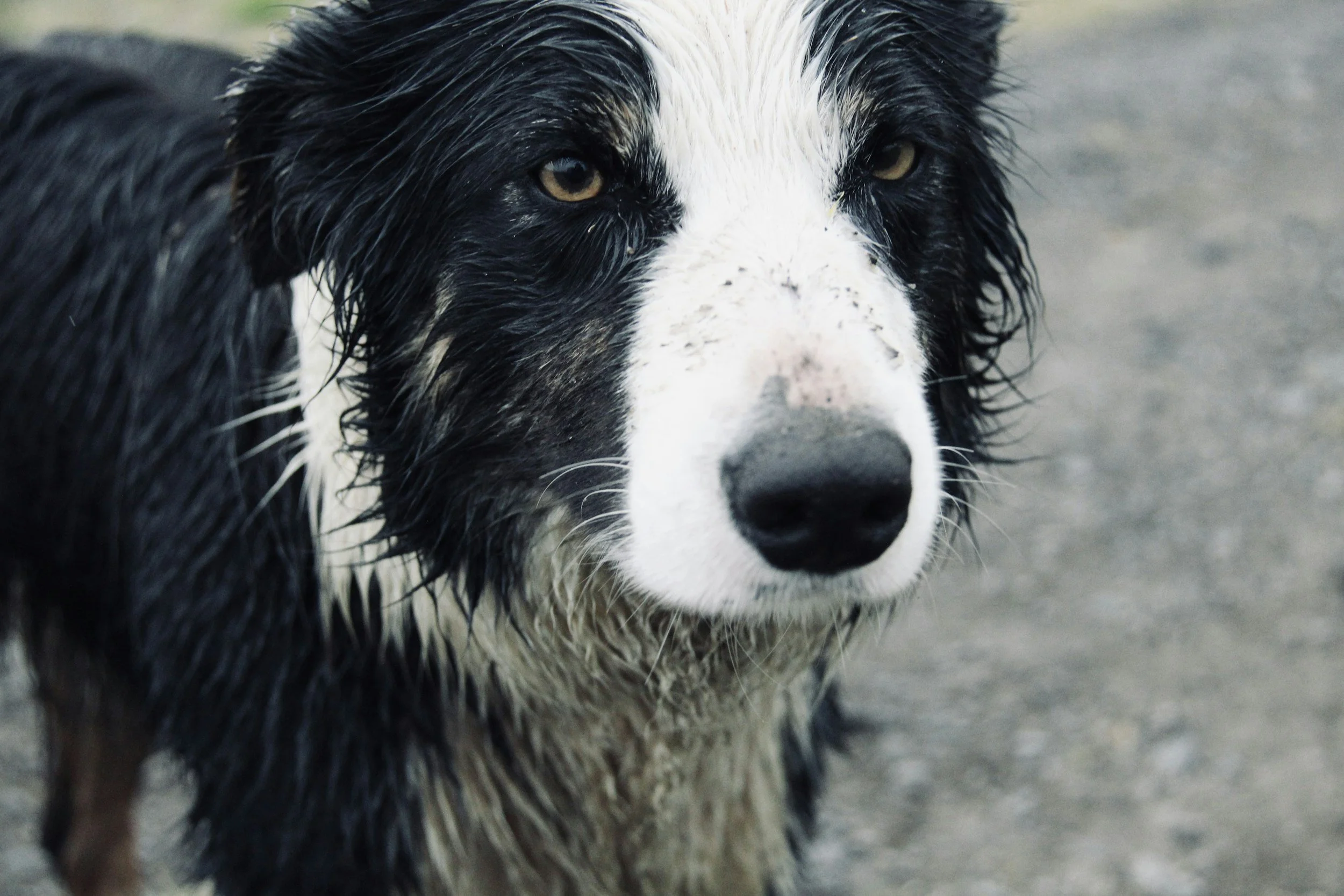 best dog groomer in crowsnest pass