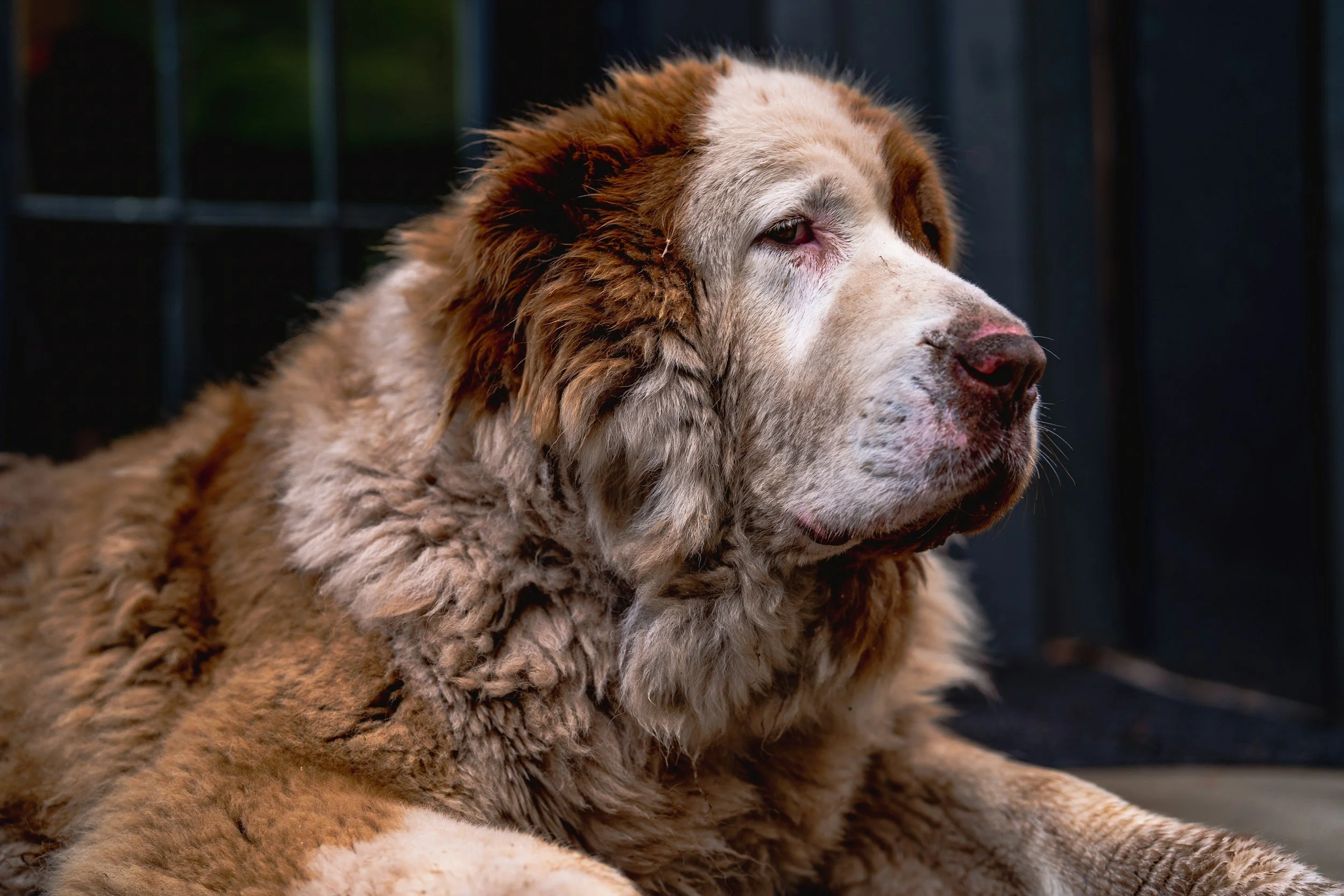 best dog groomer in crowsnest pass