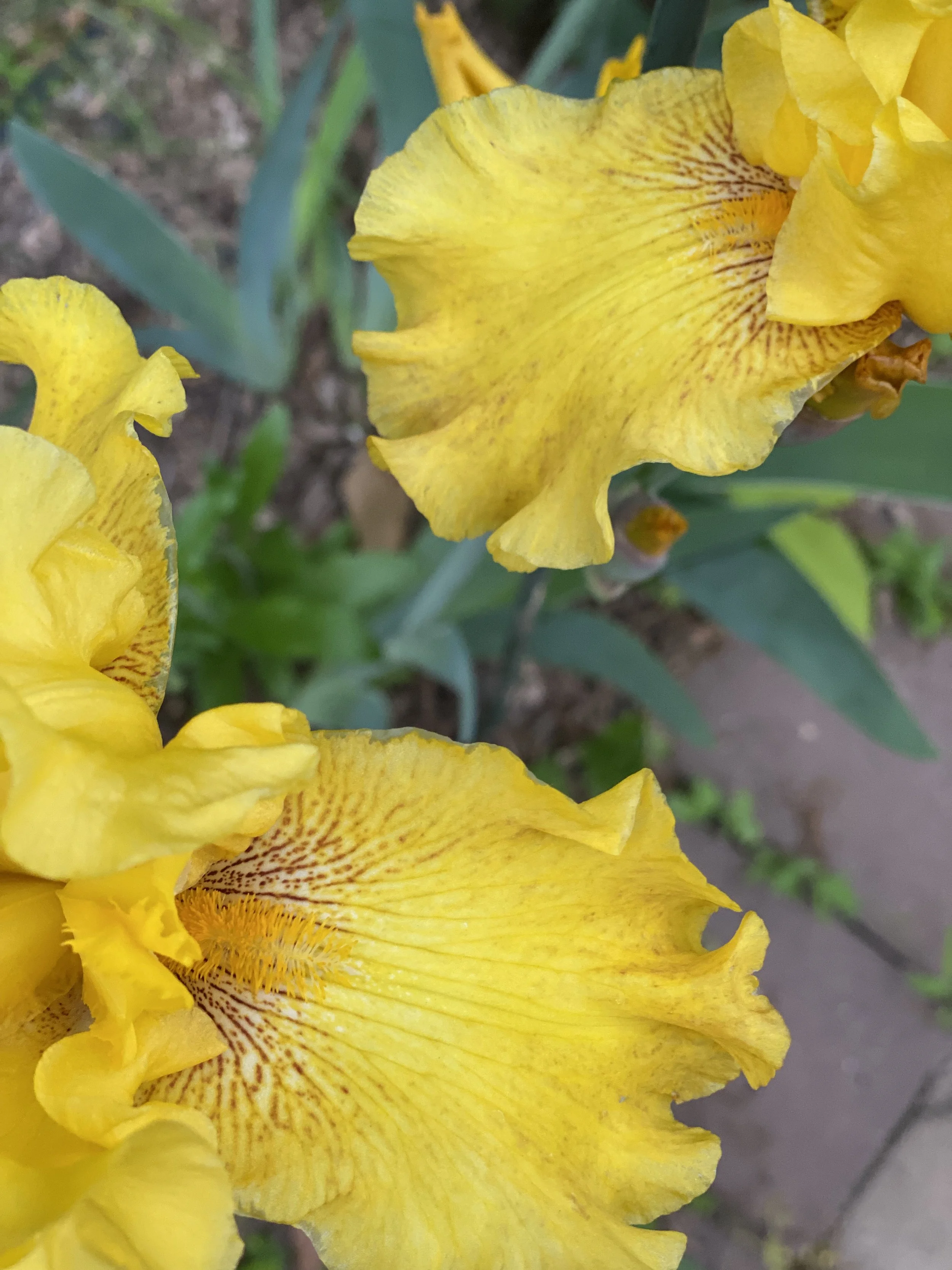 IMG_5826.jpeg